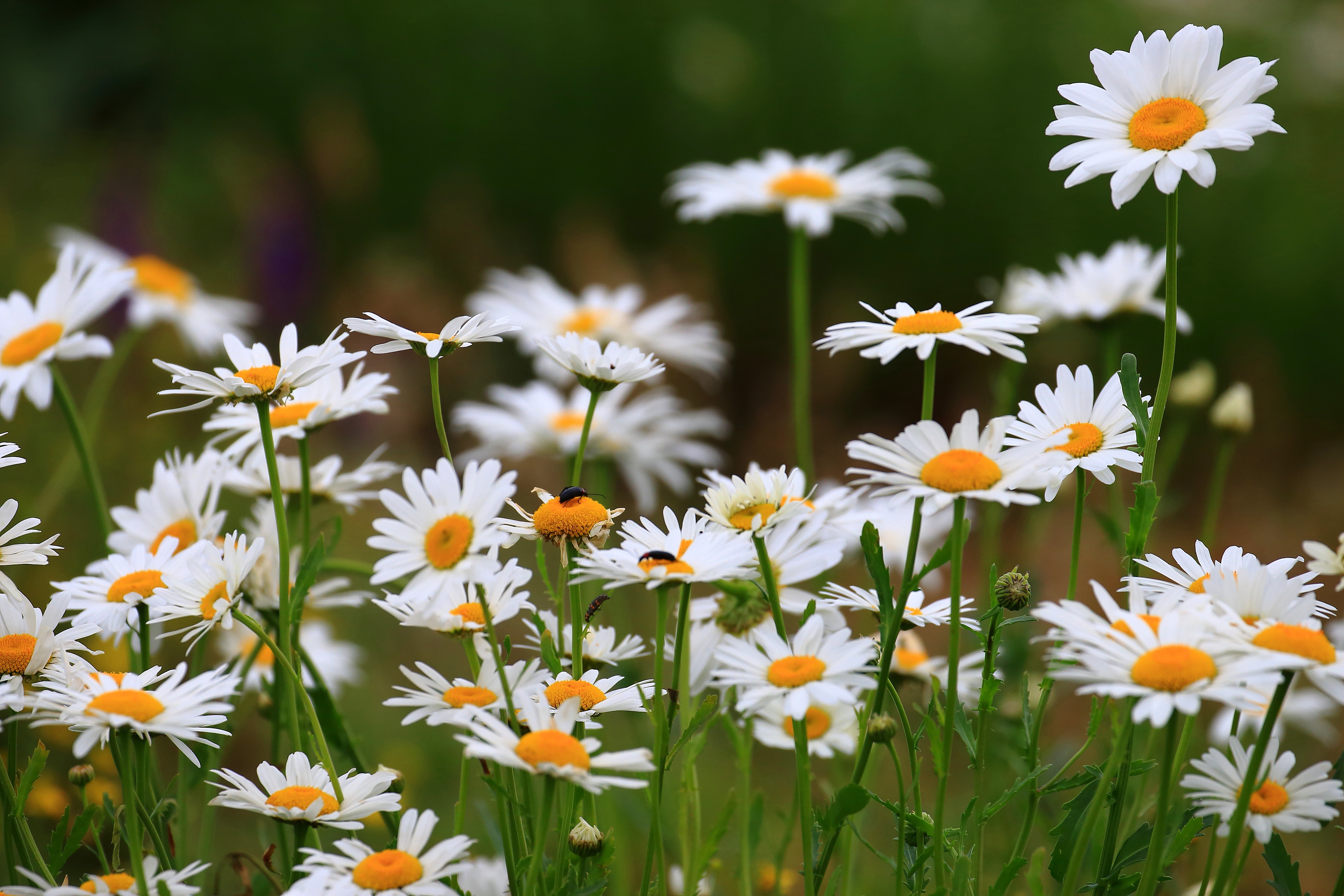 Download mobile wallpaper Nature, Flowers, Summer, Flower, Earth, Daisy, White Flower for free.