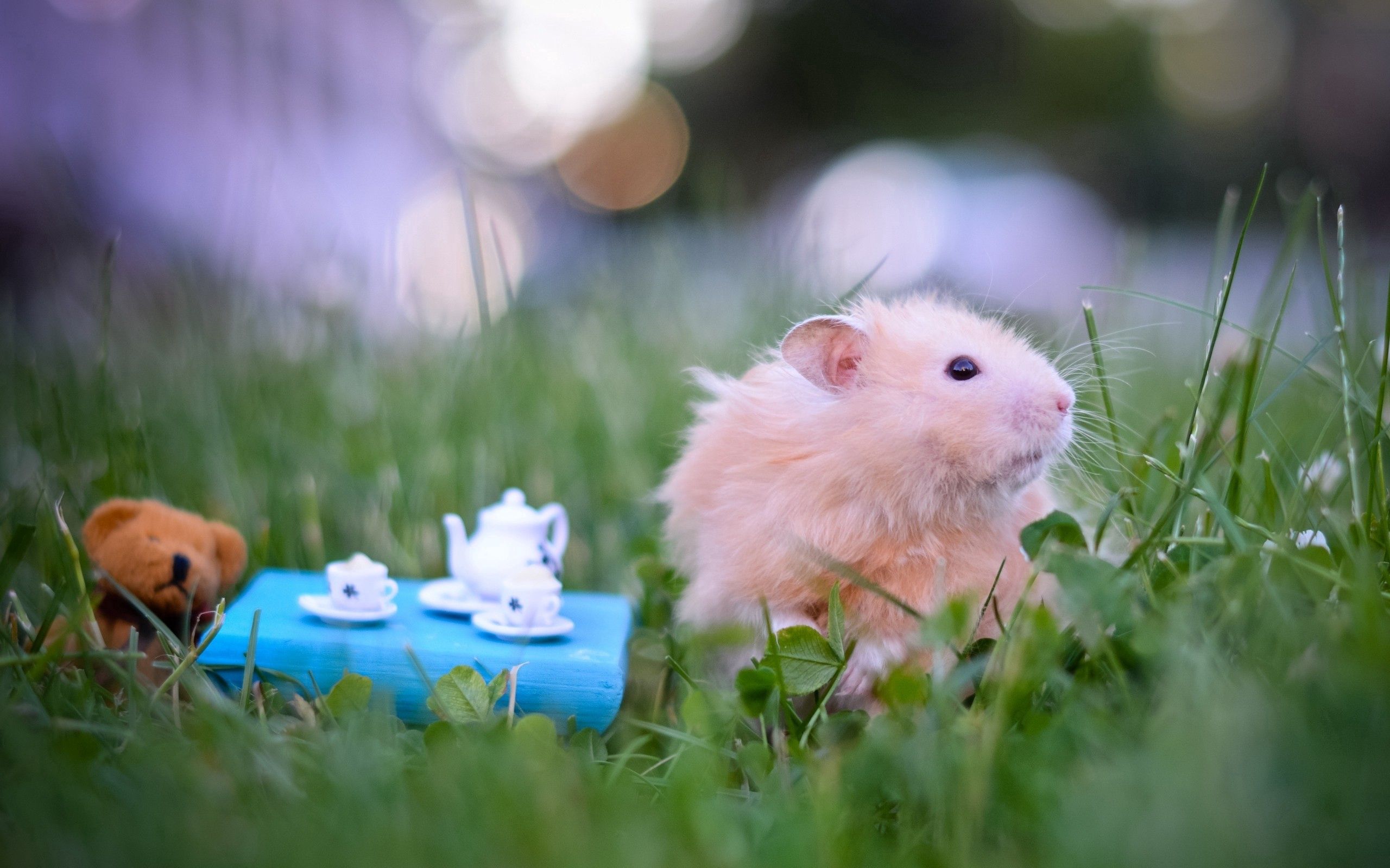 Free download wallpaper Animals, Grass, Toys, Fluffy, Hamster on your PC desktop