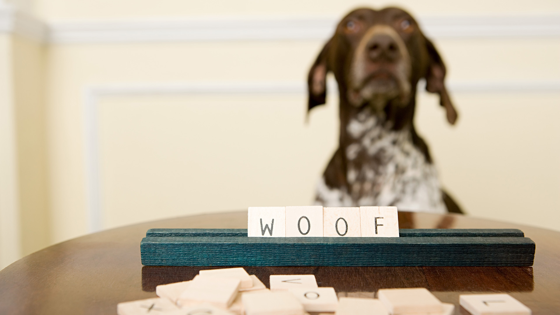 無料モバイル壁紙動物, 犬をダウンロードします。