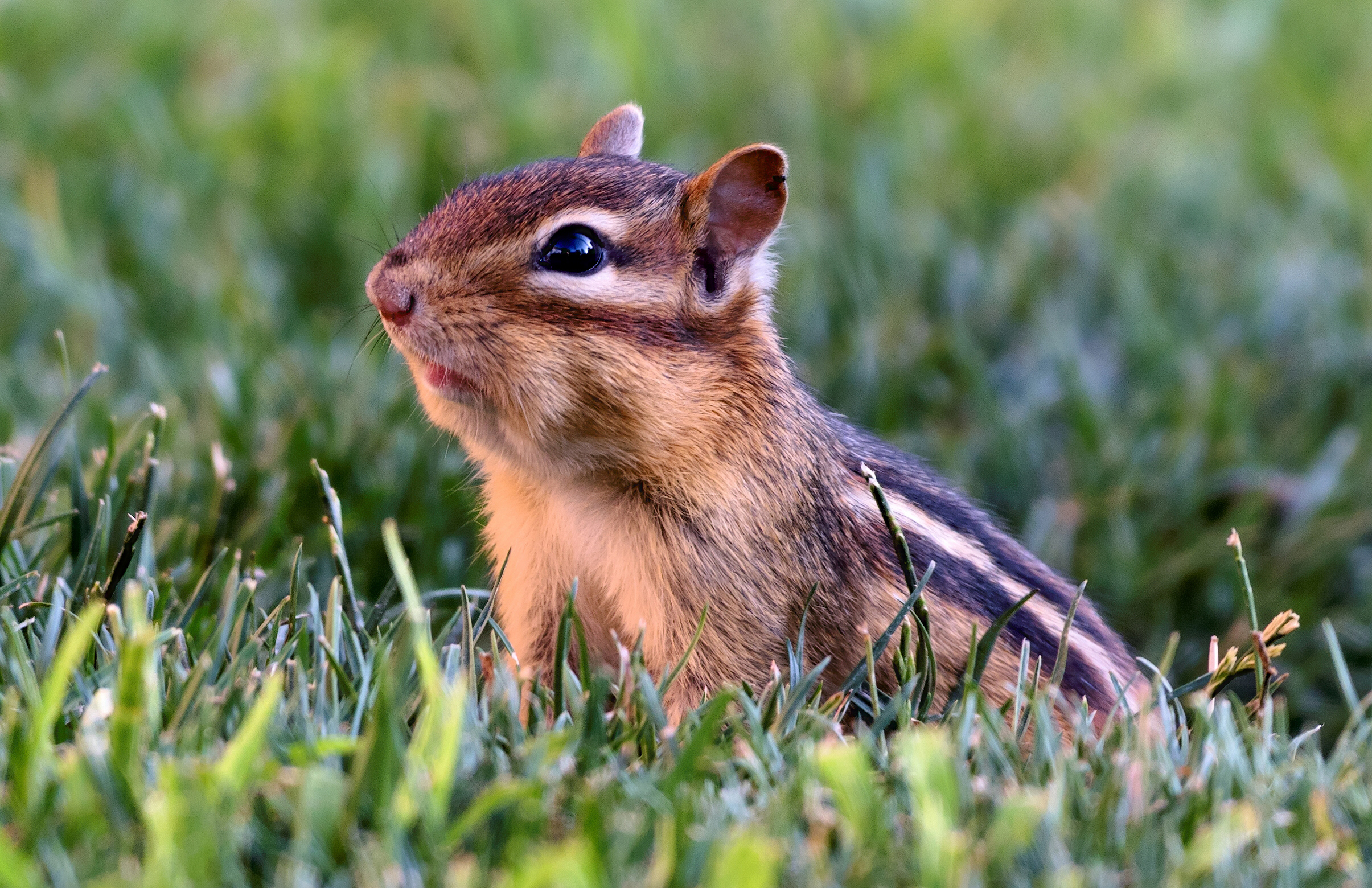  Chipmunk HQ Background Wallpapers