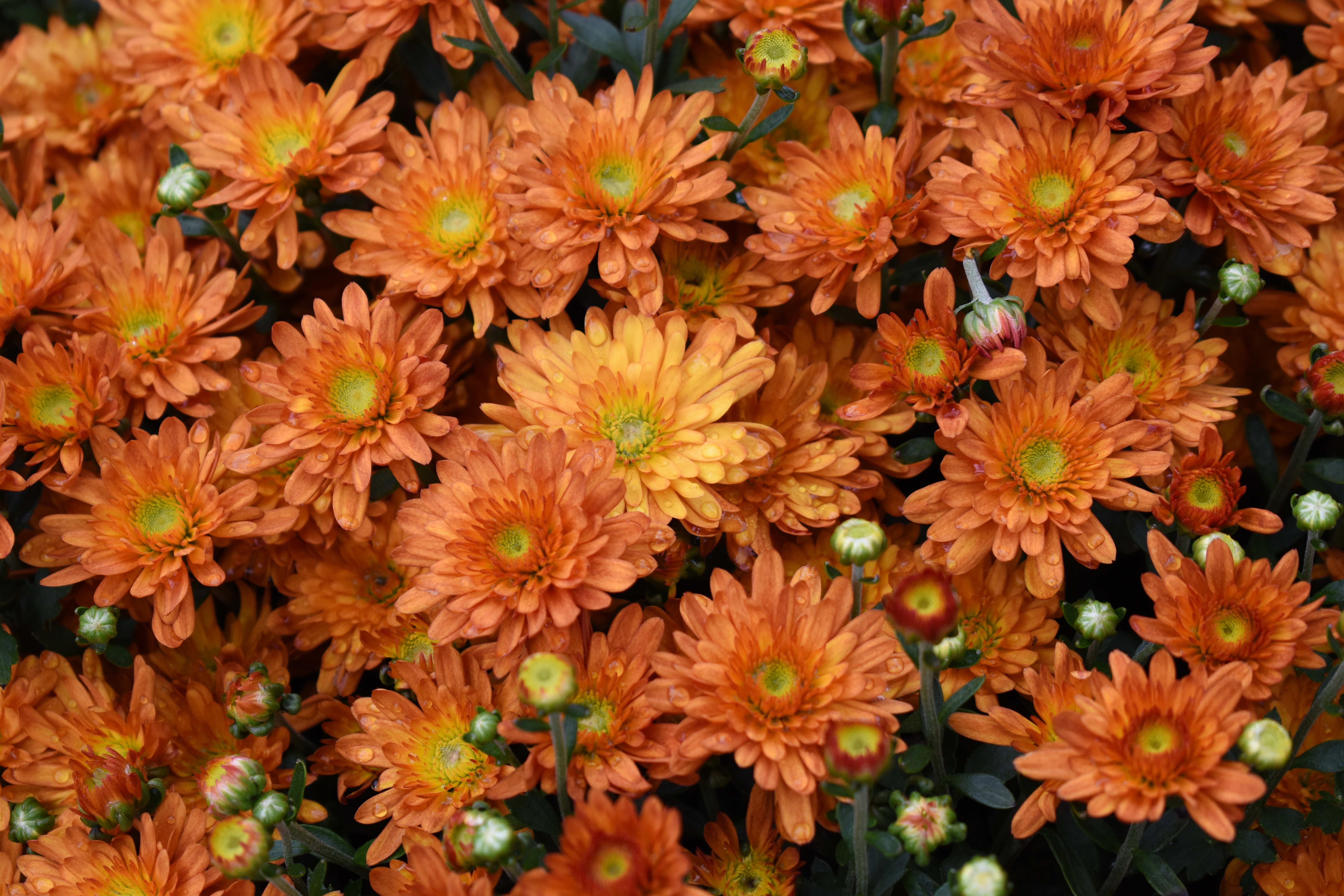Free download wallpaper Flowers, Drops on your PC desktop
