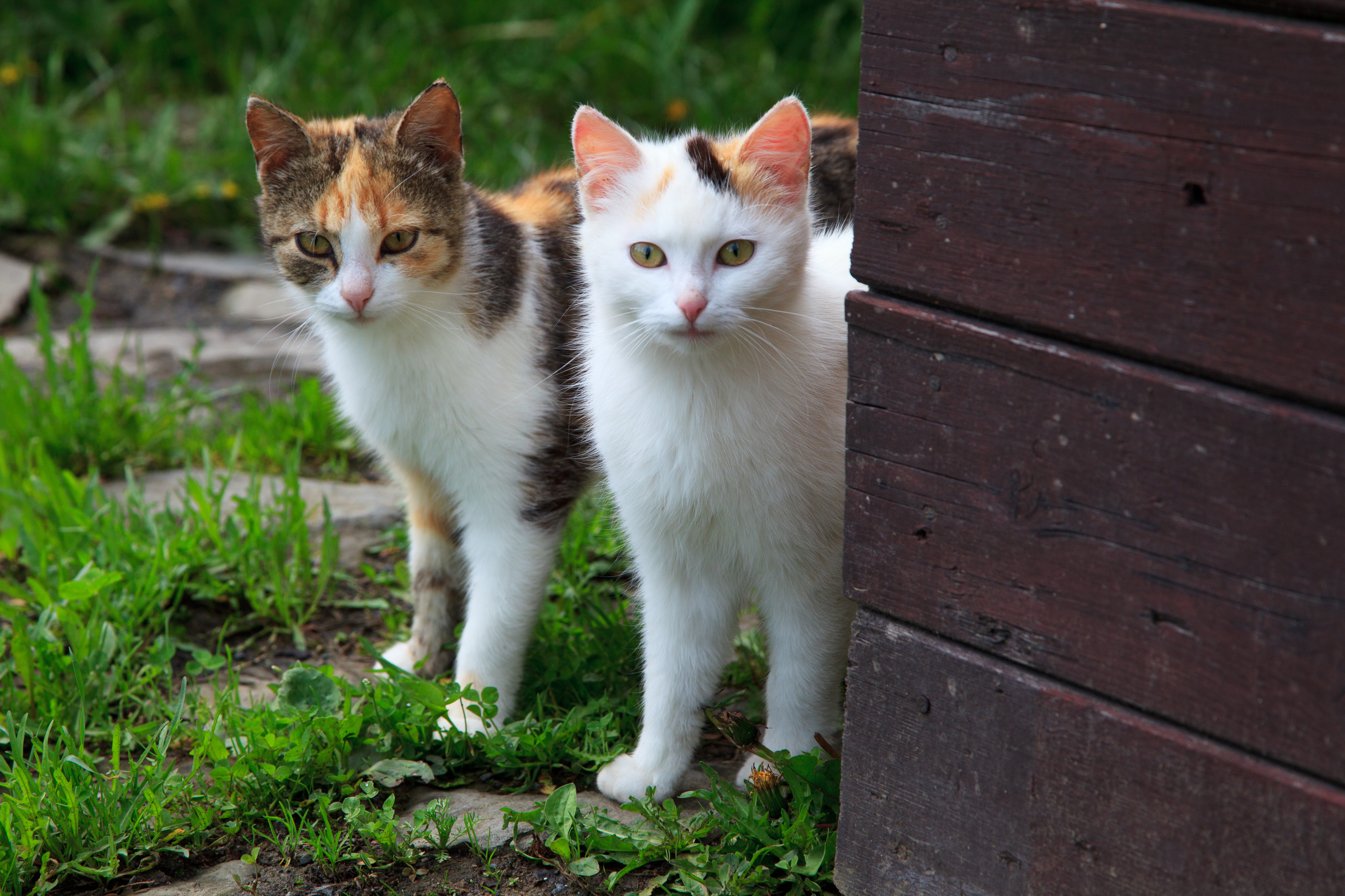 Descarga gratuita de fondo de pantalla para móvil de Animales, Gatos, Gato.