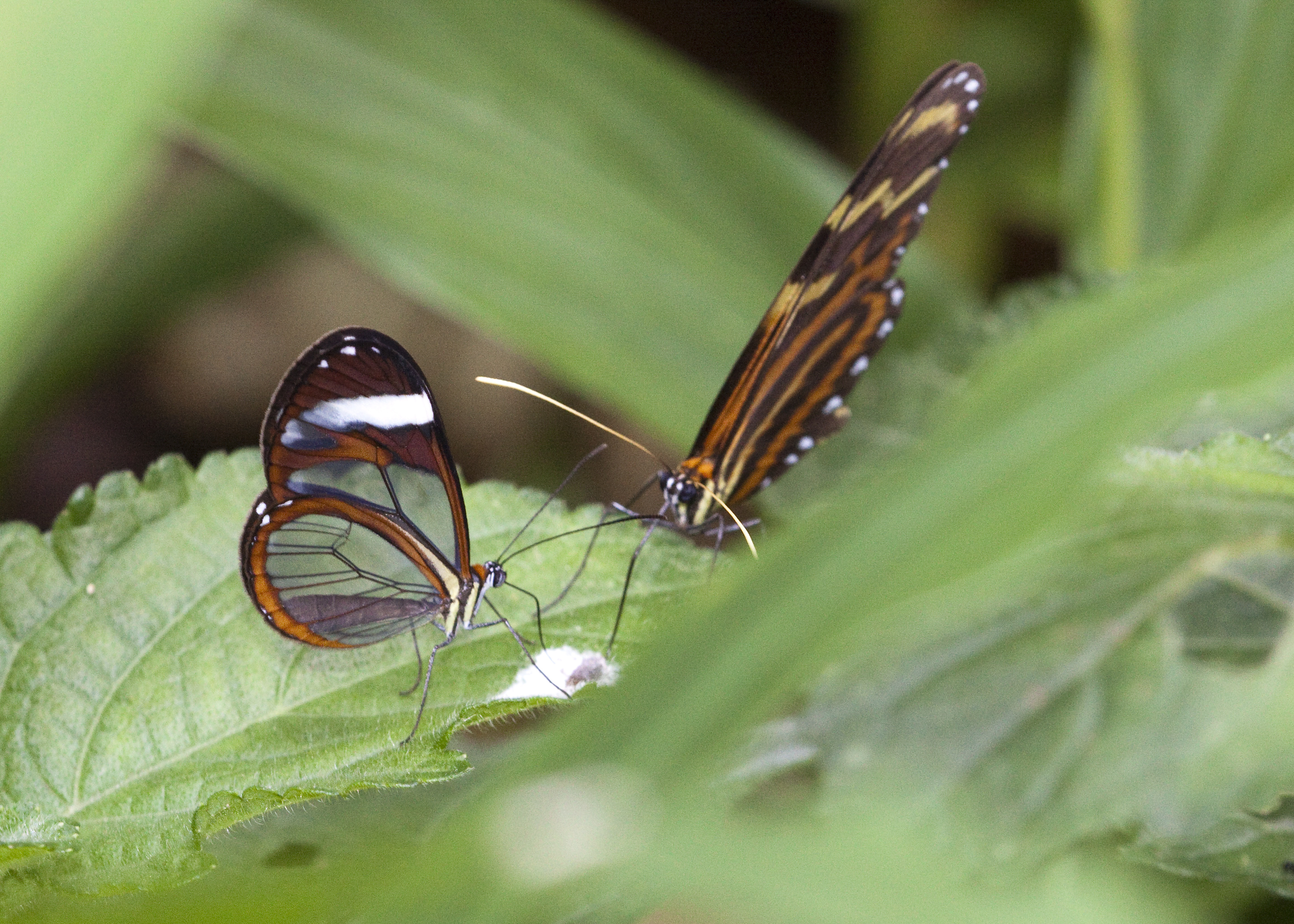 Descarga gratuita de fondo de pantalla para móvil de Animales, Mariposa.