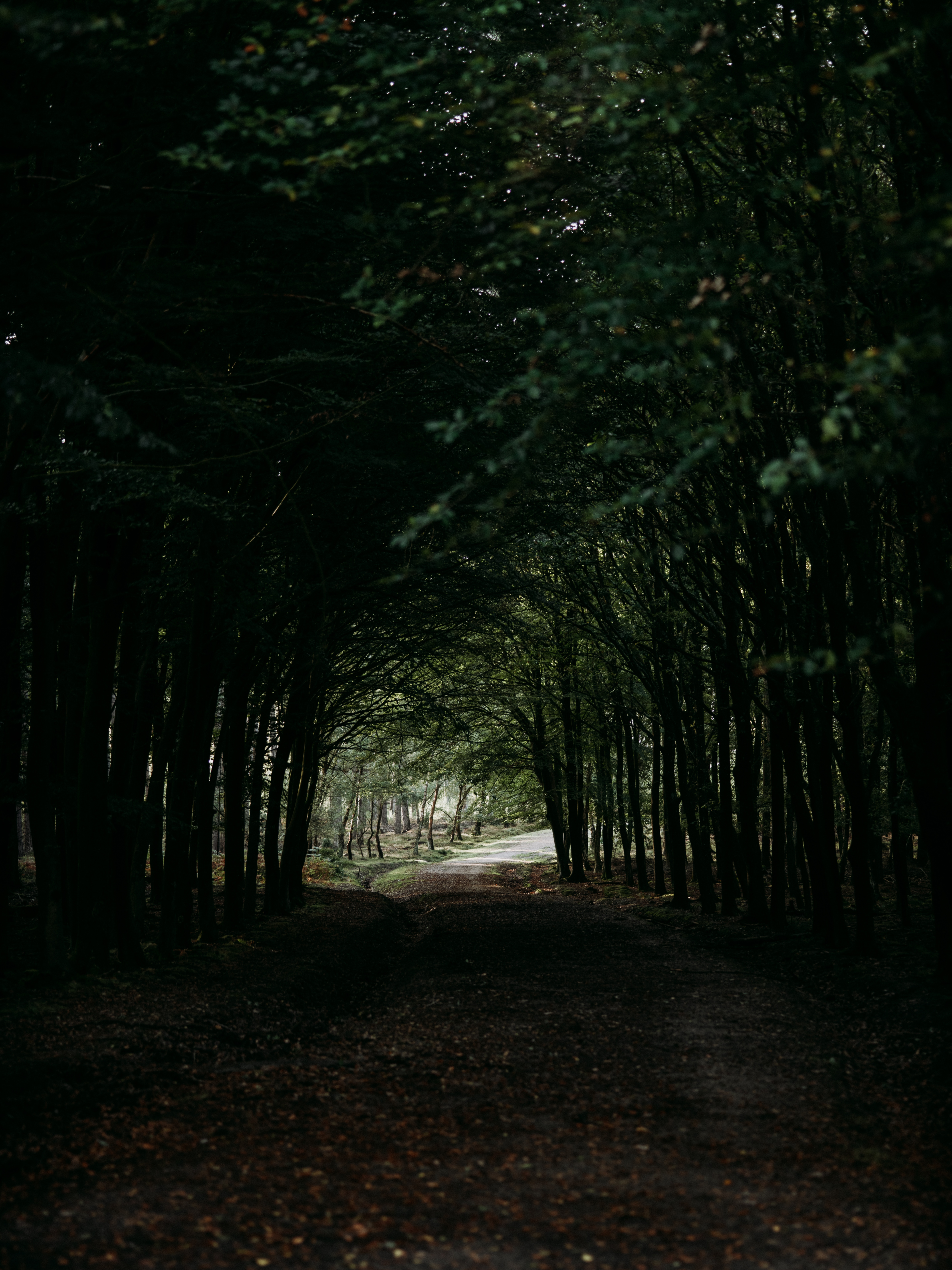 Download mobile wallpaper Trees, Forest, Track, Tunnel, Nature, Dark for free.