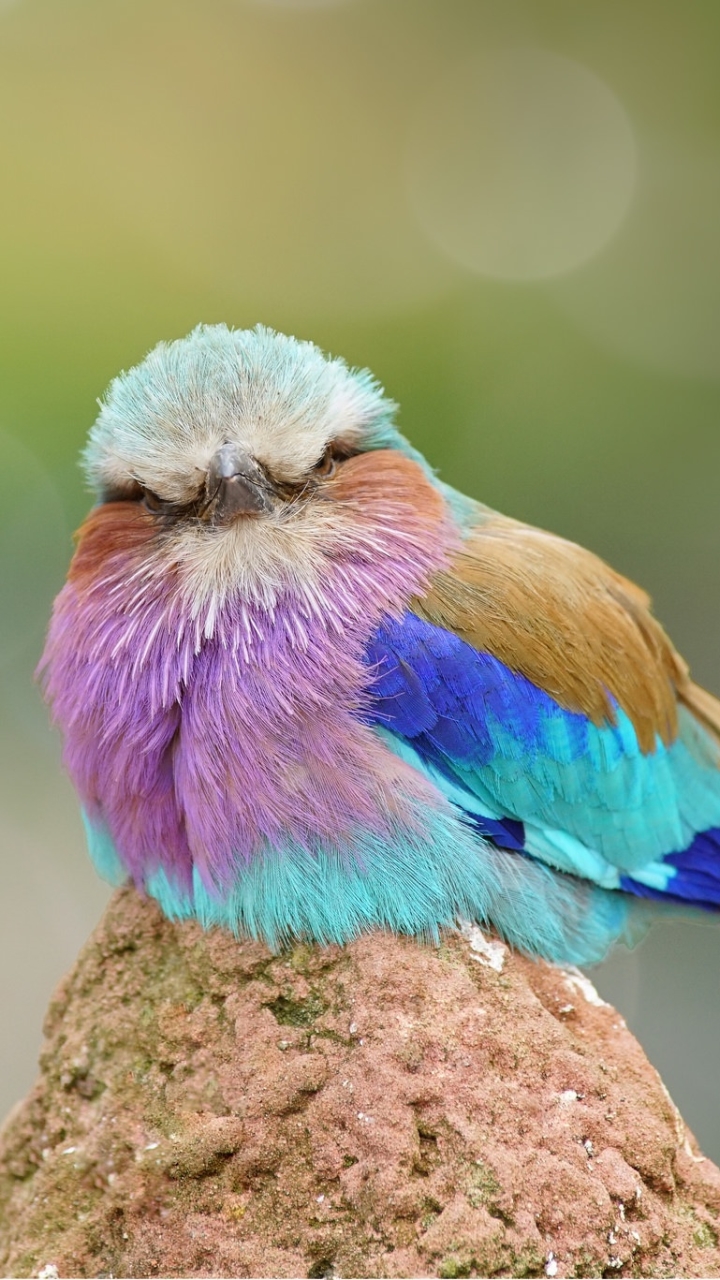 Download mobile wallpaper Birds, Macro, Bird, Animal for free.