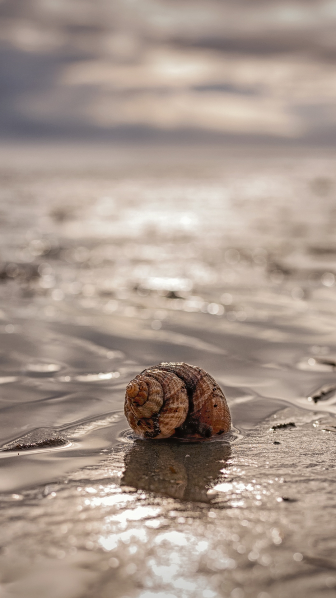 Download mobile wallpaper Earth, Shell, Depth Of Field for free.