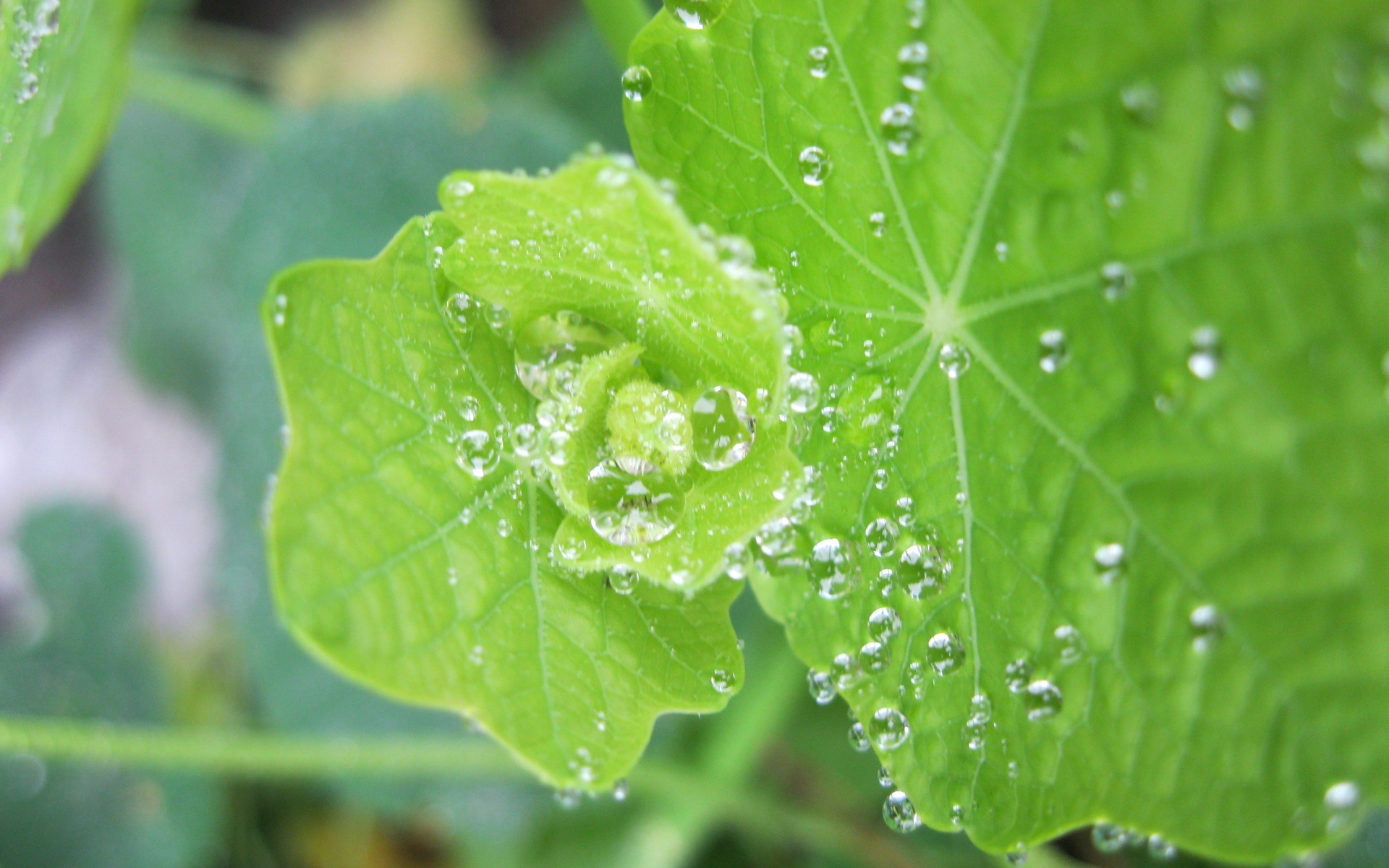 Free download wallpaper Earth, Water Drop on your PC desktop