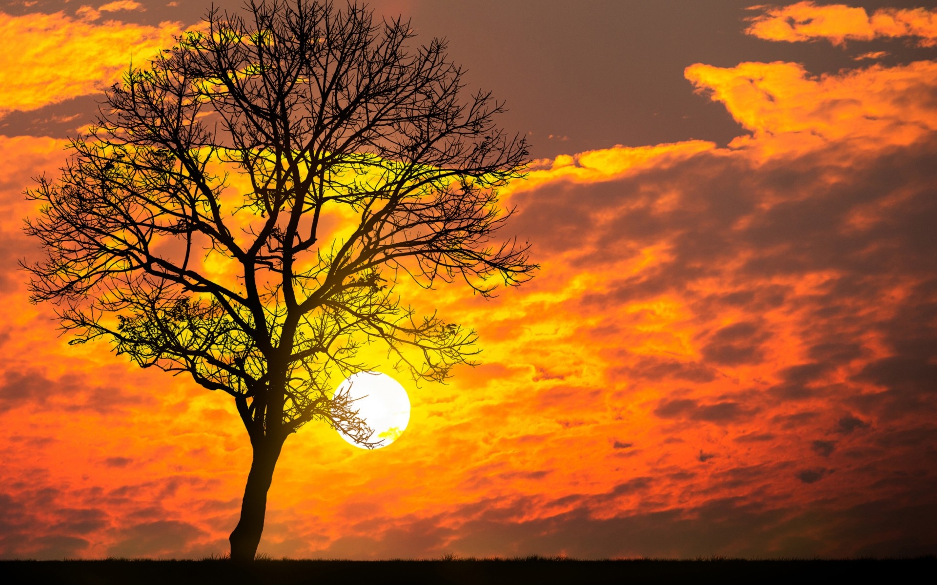 Скачать обои бесплатно Небо, Солнце, Силуэт, Дерево, Жёлтый, Земля/природа, Закат Солнца, Оранжевый Цвет) картинка на рабочий стол ПК
