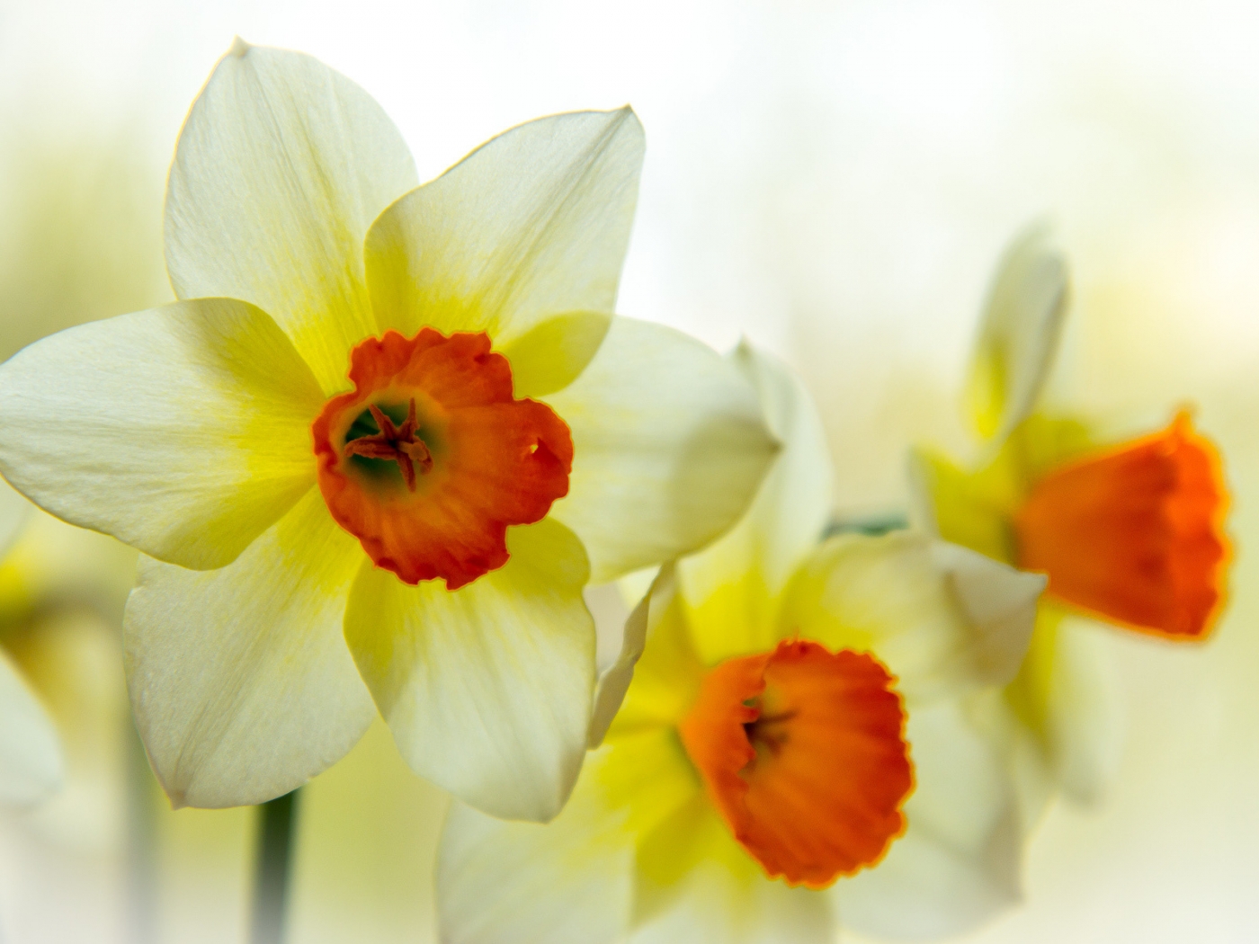 plants, flowers, narcissussi, yellow 4K