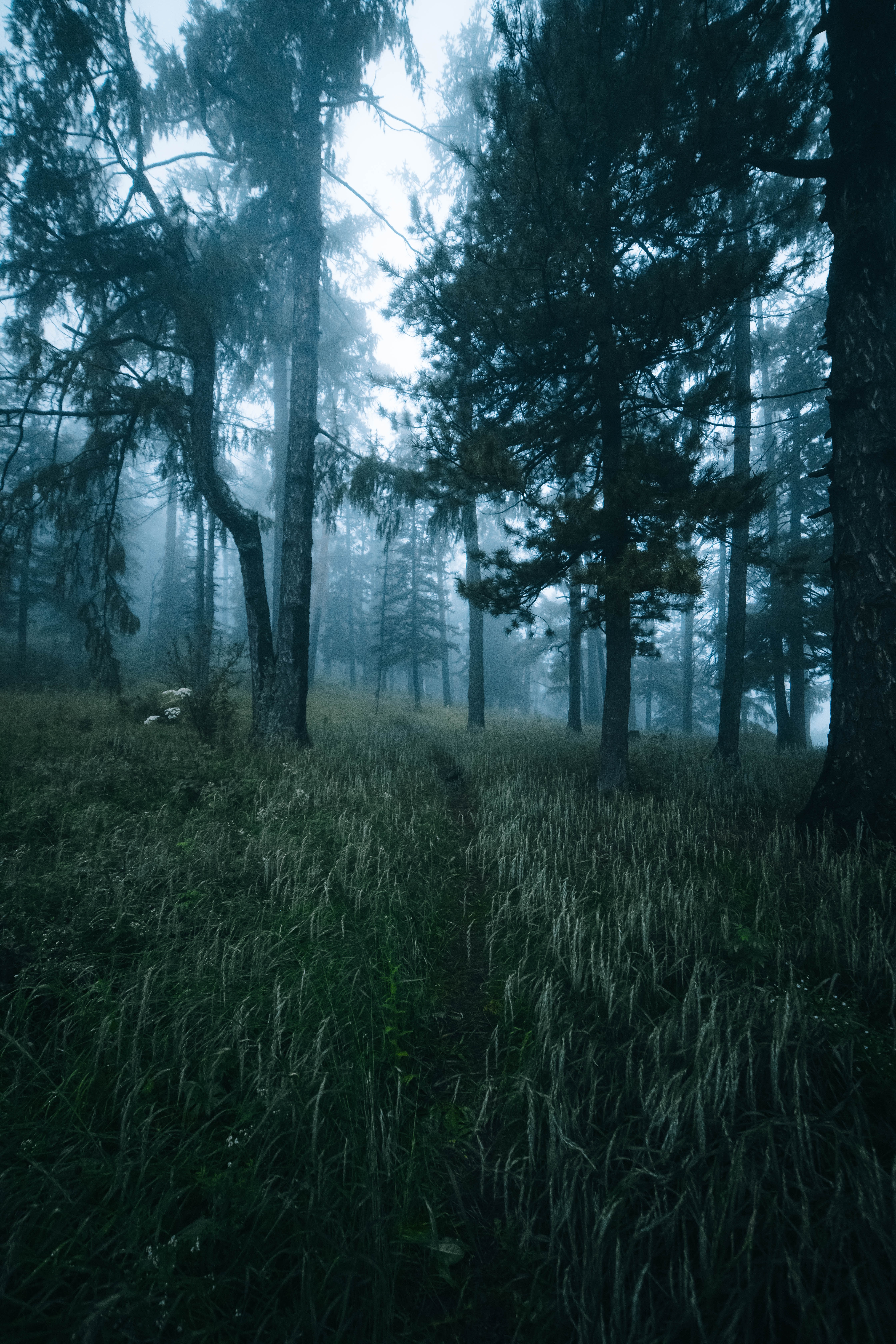 Laden Sie das Natur, Bäume, Wald, Nebel, Pfad, Grass-Bild kostenlos auf Ihren PC-Desktop herunter