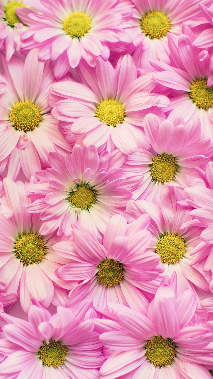 Handy-Wallpaper Blumen, Chrysantheme, Blume, Erde, Erde/natur, Pinke Blume, Chrysanthemen kostenlos herunterladen.