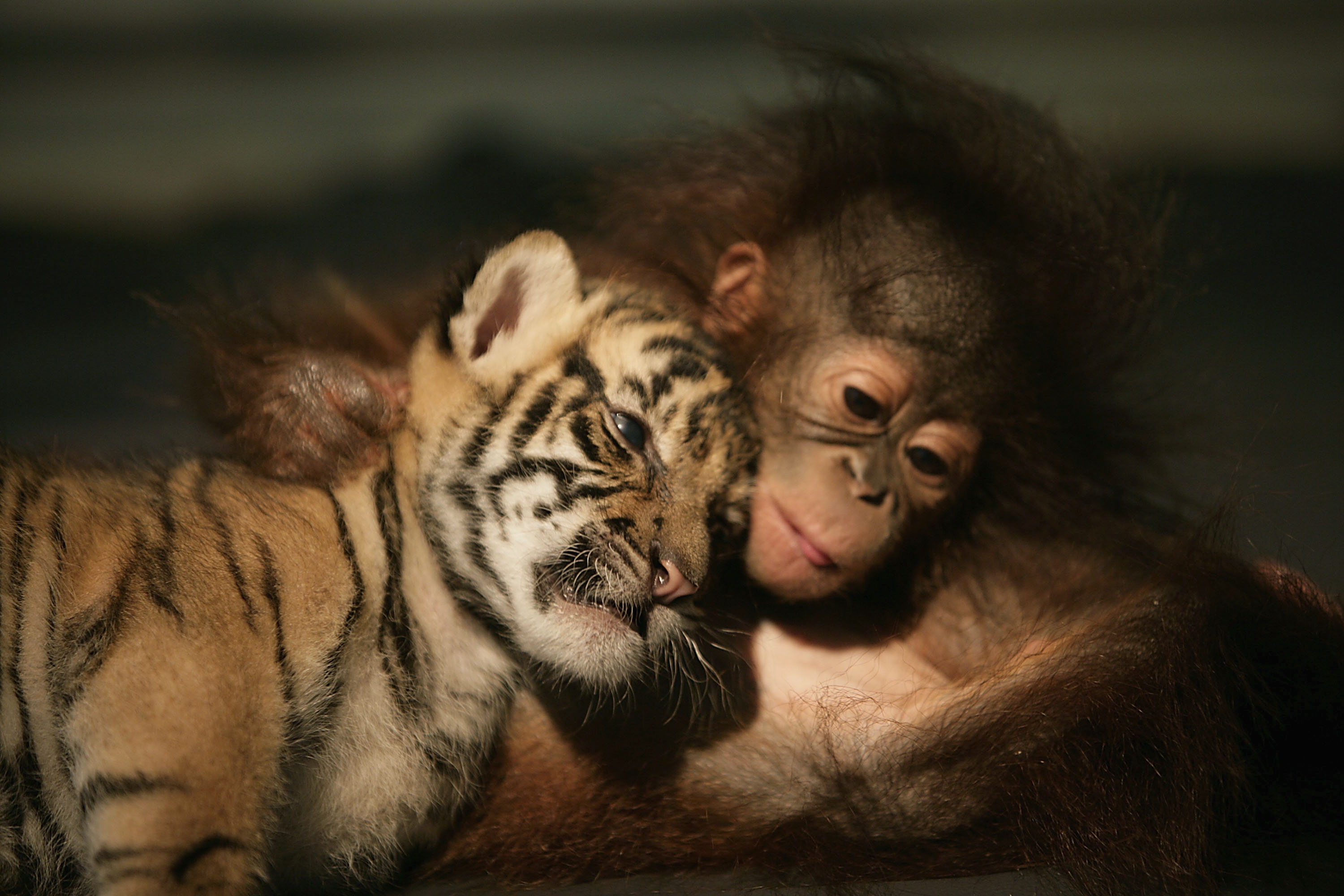 Free download wallpaper Tiger Cub, Orangutan, Tiger, Friends, Animals on your PC desktop