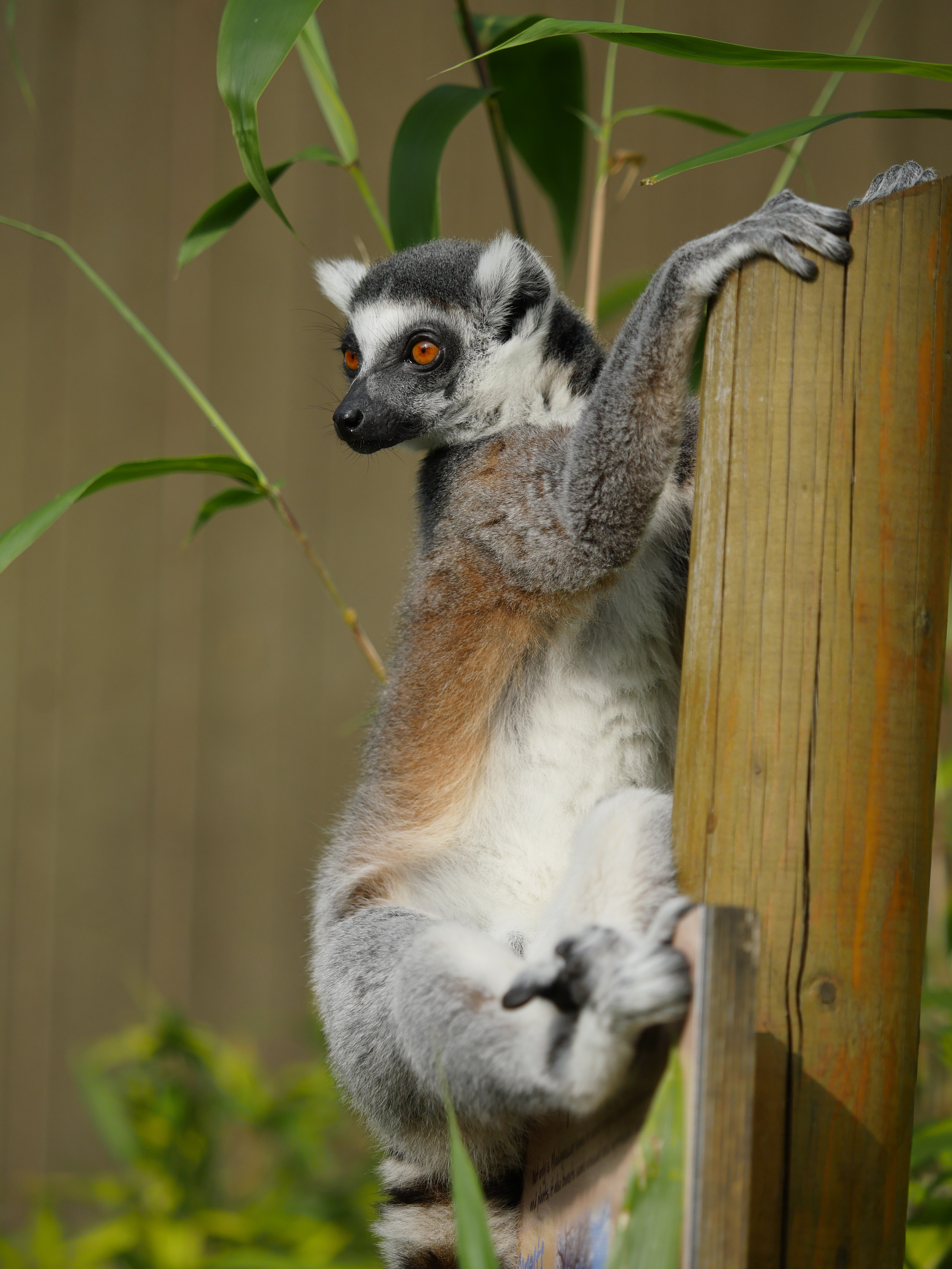 Free download wallpaper Animals, Animal, Nice, Sweetheart, Bamboo, Lemur on your PC desktop