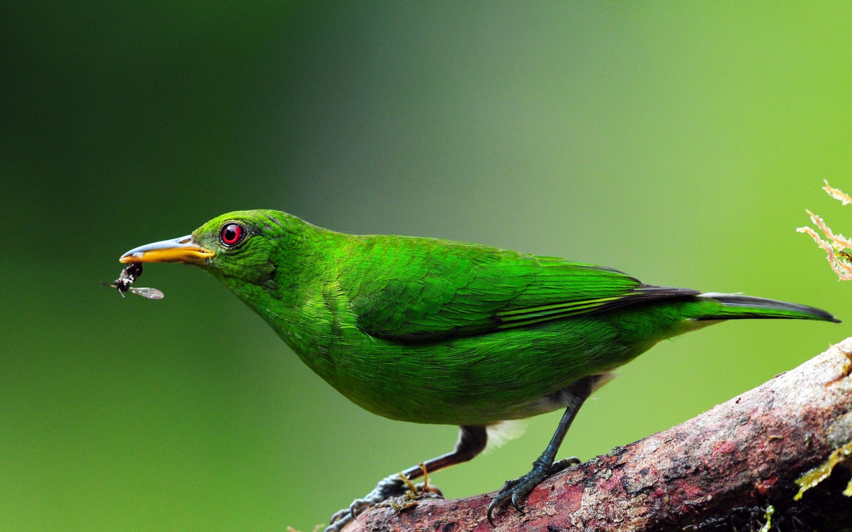 PCデスクトップに鳥, 動物画像を無料でダウンロード