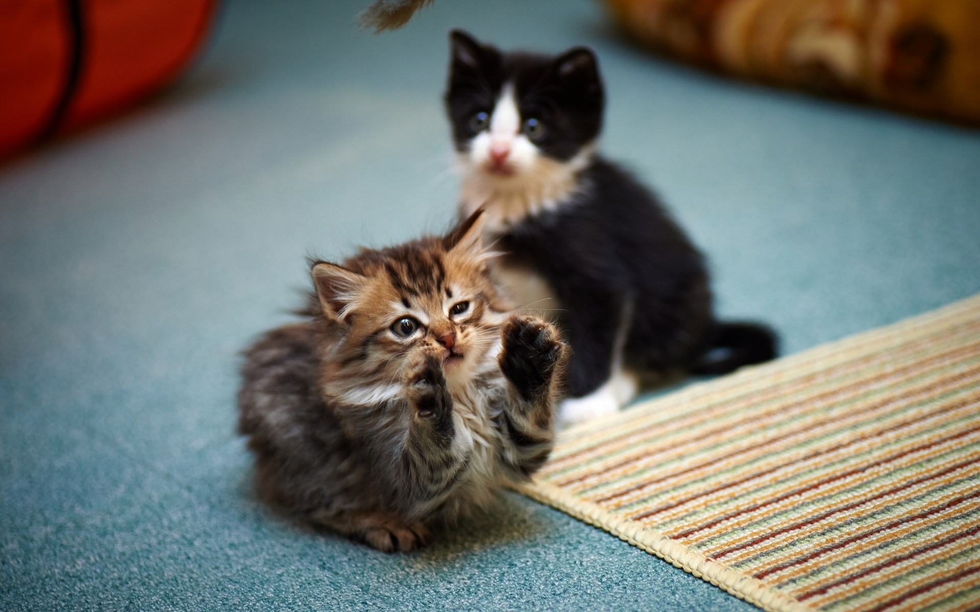 Baixe gratuitamente a imagem Animais, Gato na área de trabalho do seu PC