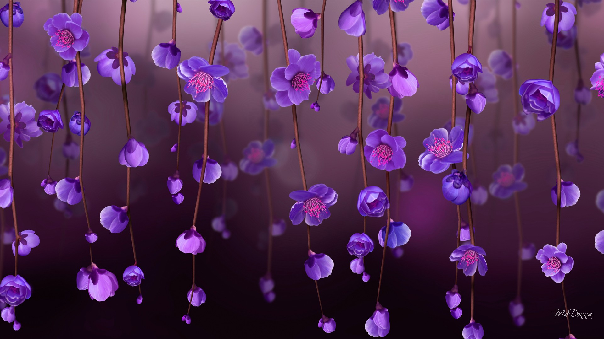 380175 descargar fondo de pantalla flor purpura, flores, tierra/naturaleza, florecer, flor, enredadera: protectores de pantalla e imágenes gratis