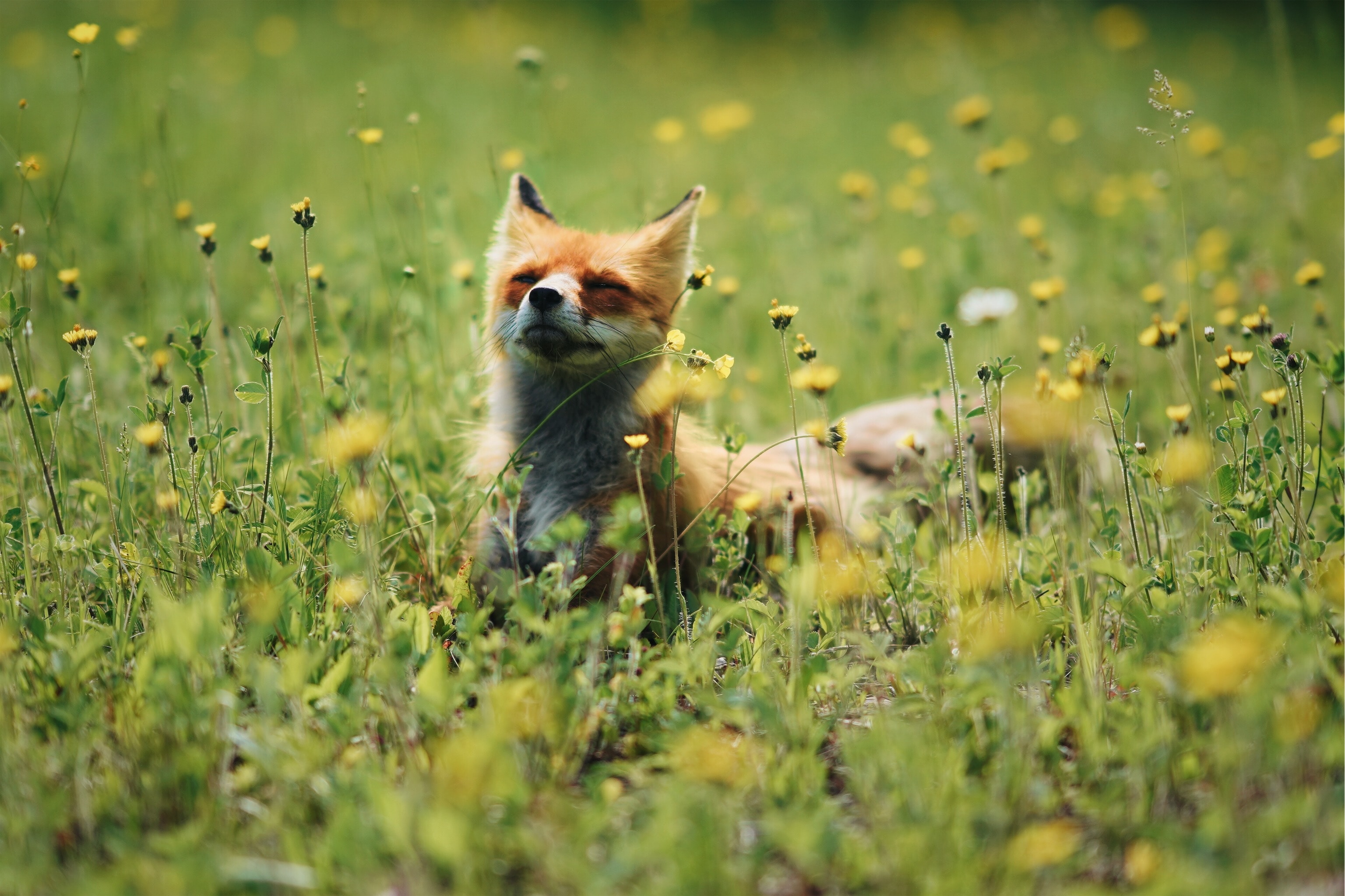 Download mobile wallpaper Animals, Sweetheart, Nice, Animal, Grass, Flowers, Fox for free.