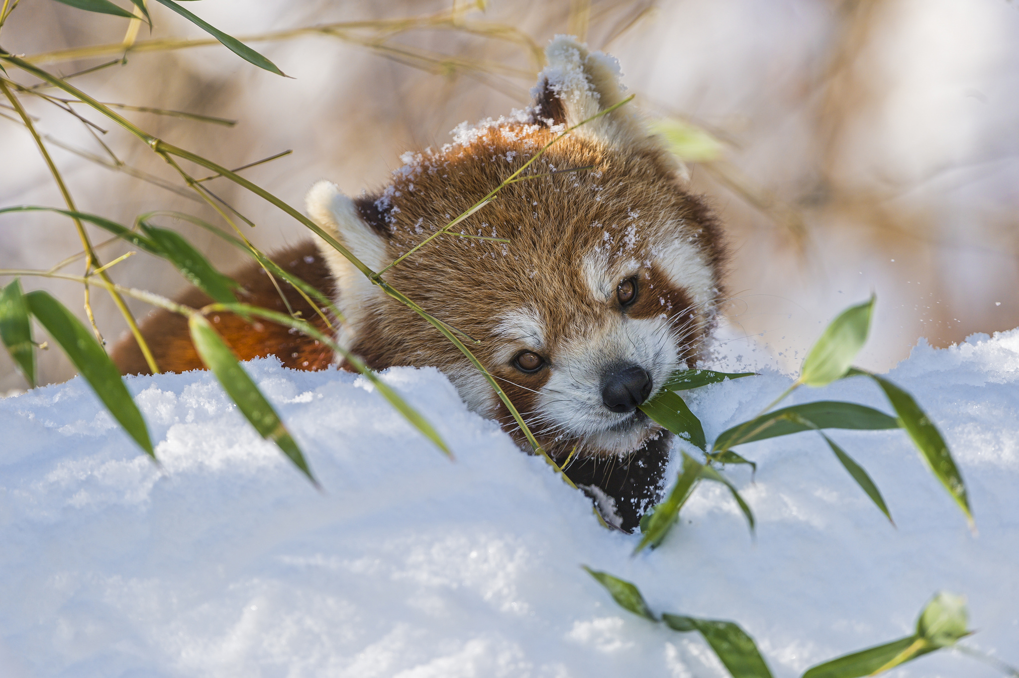 594685 télécharger l'image panda roux, animaux - fonds d'écran et économiseurs d'écran gratuits