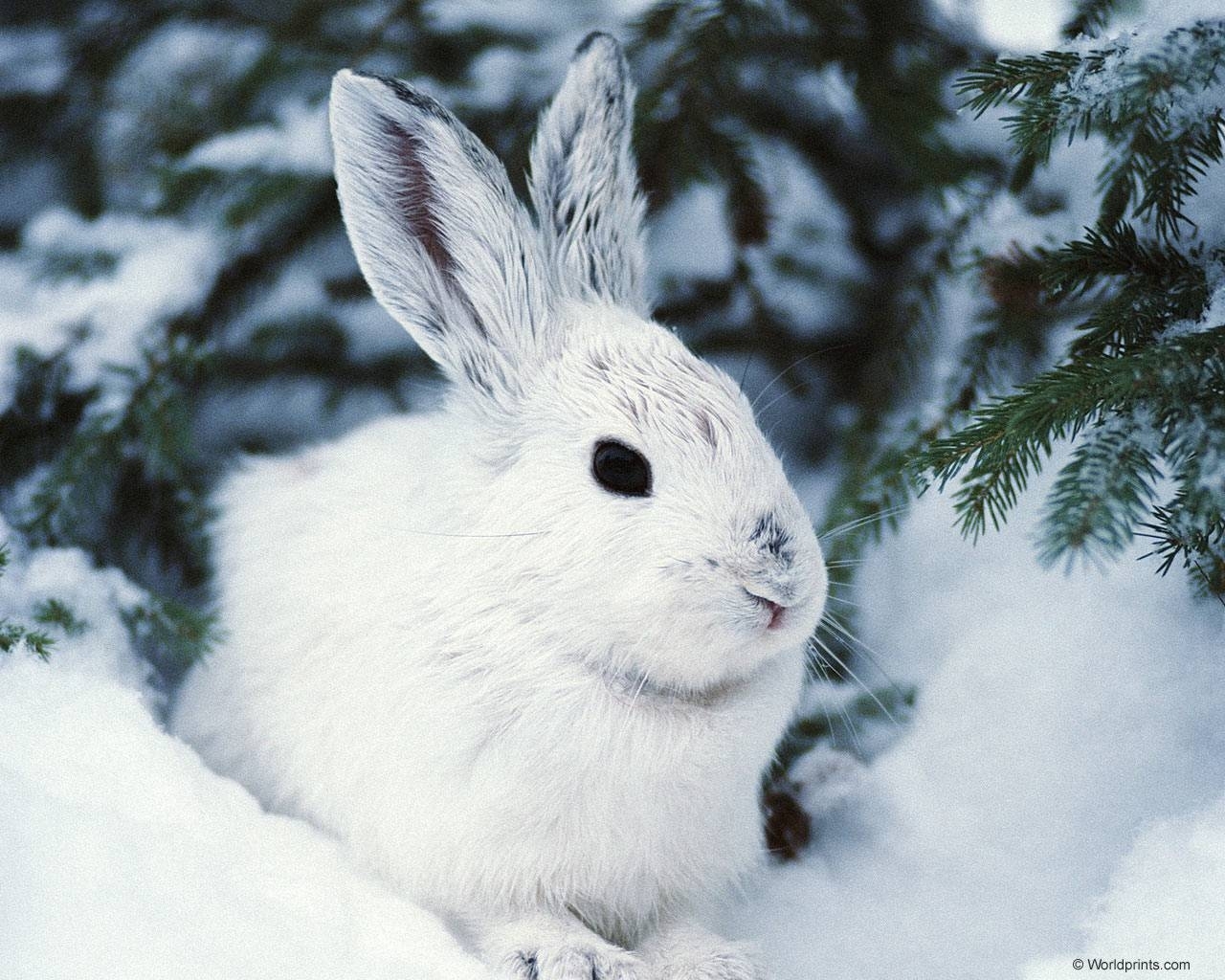 Download mobile wallpaper Rabbits, Winter, Animals for free.
