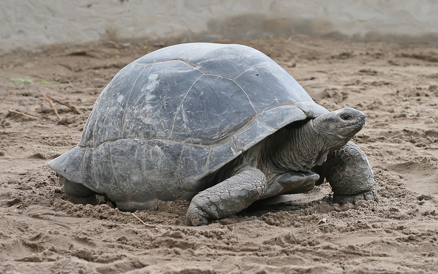Download mobile wallpaper Animal, Aldabra Giant Tortoise for free.
