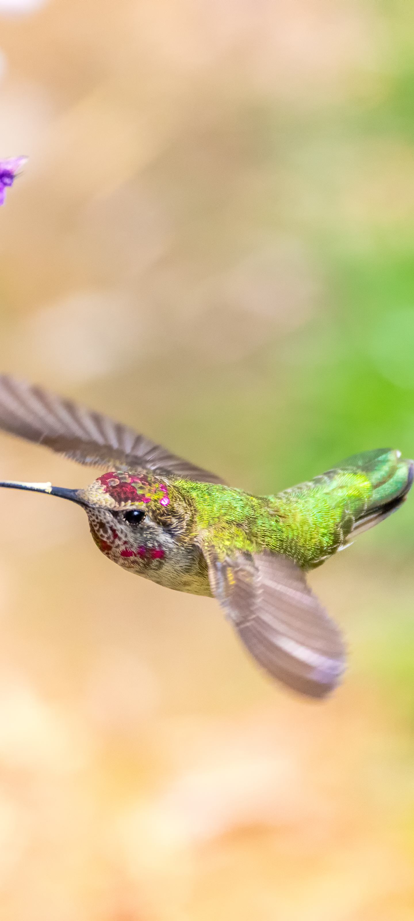 無料モバイル壁紙動物, 鳥, ボケ, ハチドリをダウンロードします。