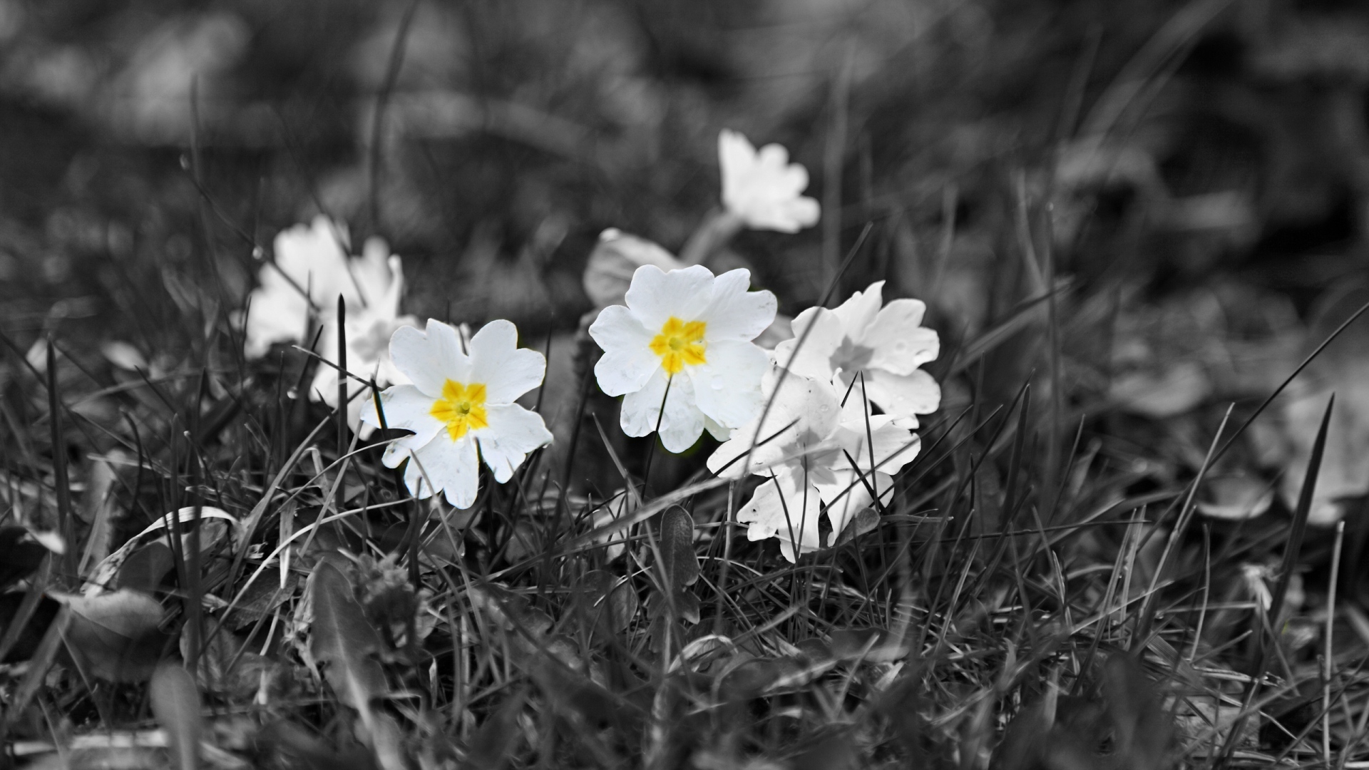 Free download wallpaper Nature, Flowers, Grass, Flower, Earth, White Flower, Black & White on your PC desktop