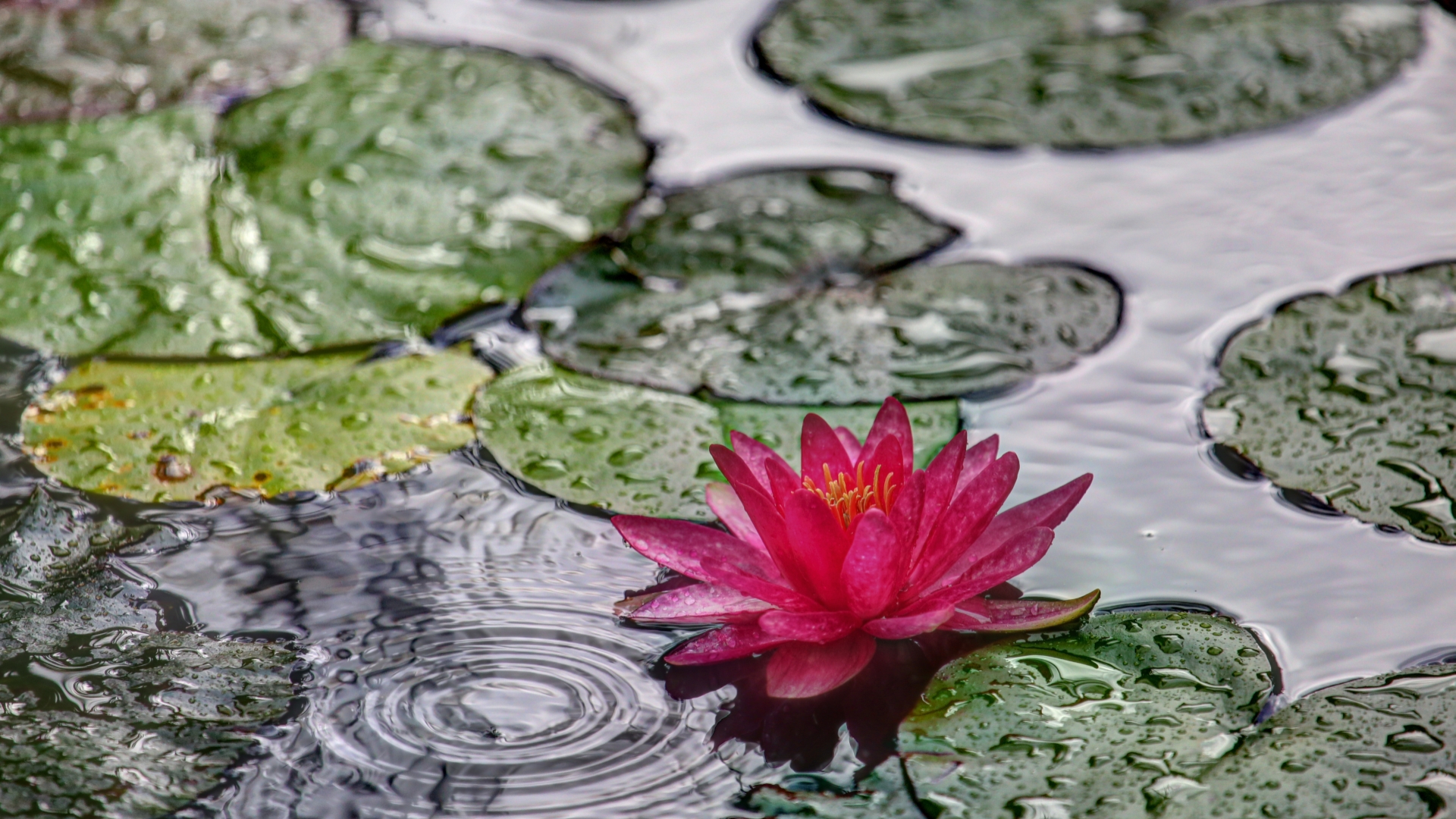 Téléchargez gratuitement l'image Fleurs, Nénuphar, Terre/nature sur le bureau de votre PC