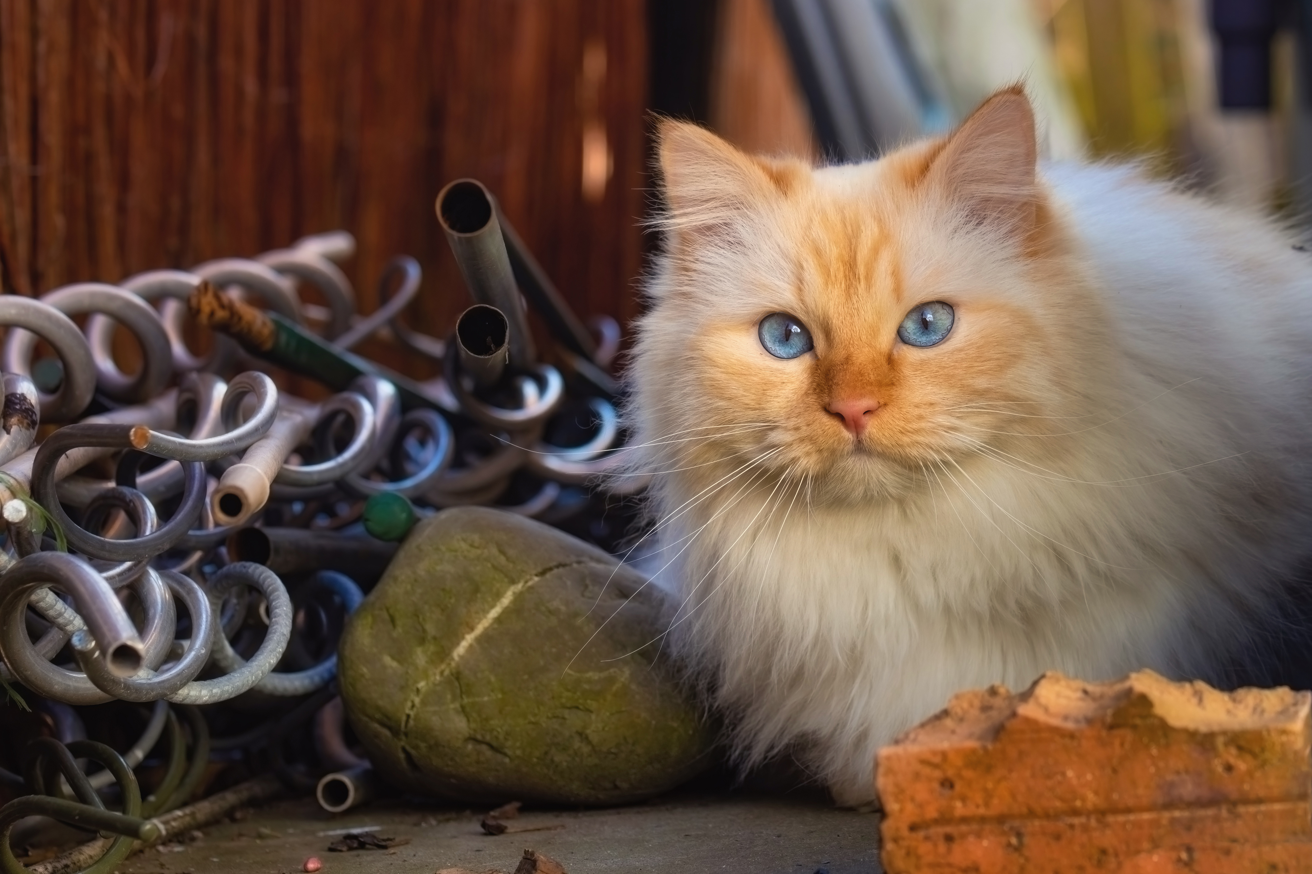 Laden Sie das Katze, Katzen, Tiere-Bild kostenlos auf Ihren PC-Desktop herunter