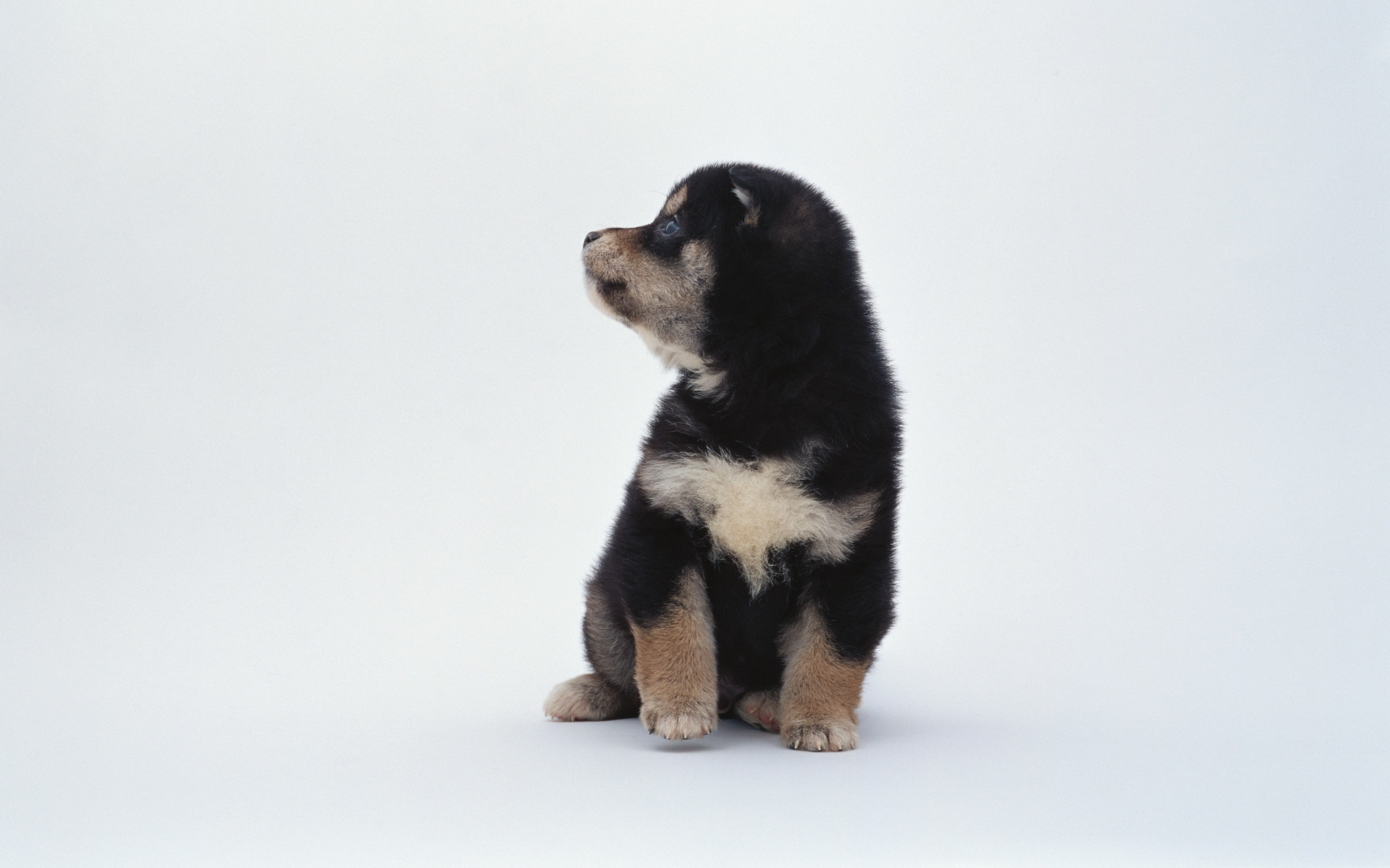 Téléchargez gratuitement l'image Chiens, Chien, Animaux sur le bureau de votre PC