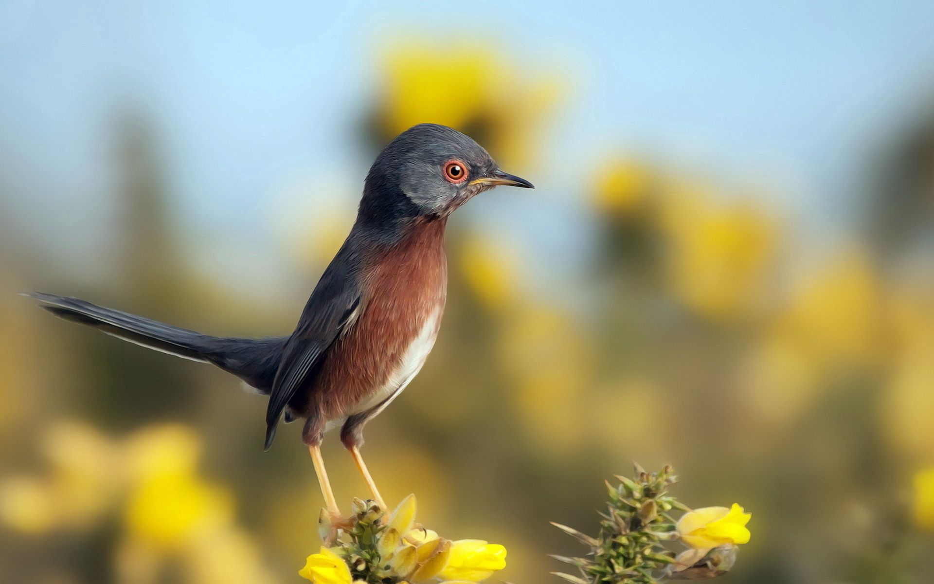 Free download wallpaper Animals, Flowers, Sky, Bird, Nature on your PC desktop