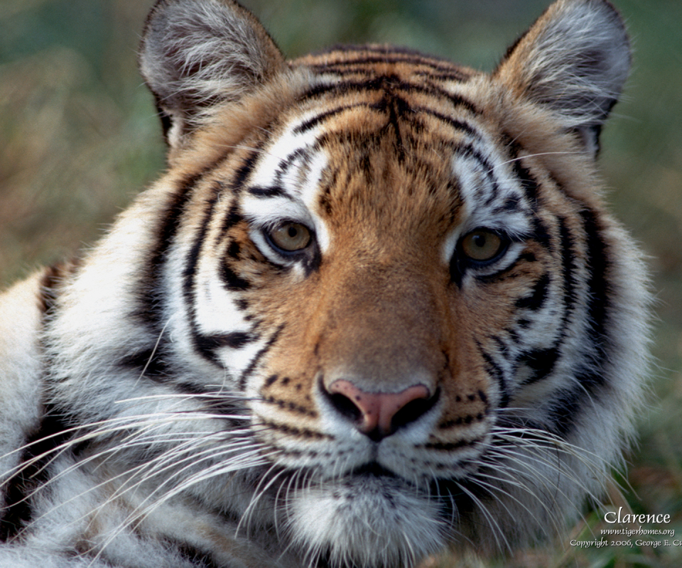 Descarga gratuita de fondo de pantalla para móvil de Animales, Gatos, Tigre.