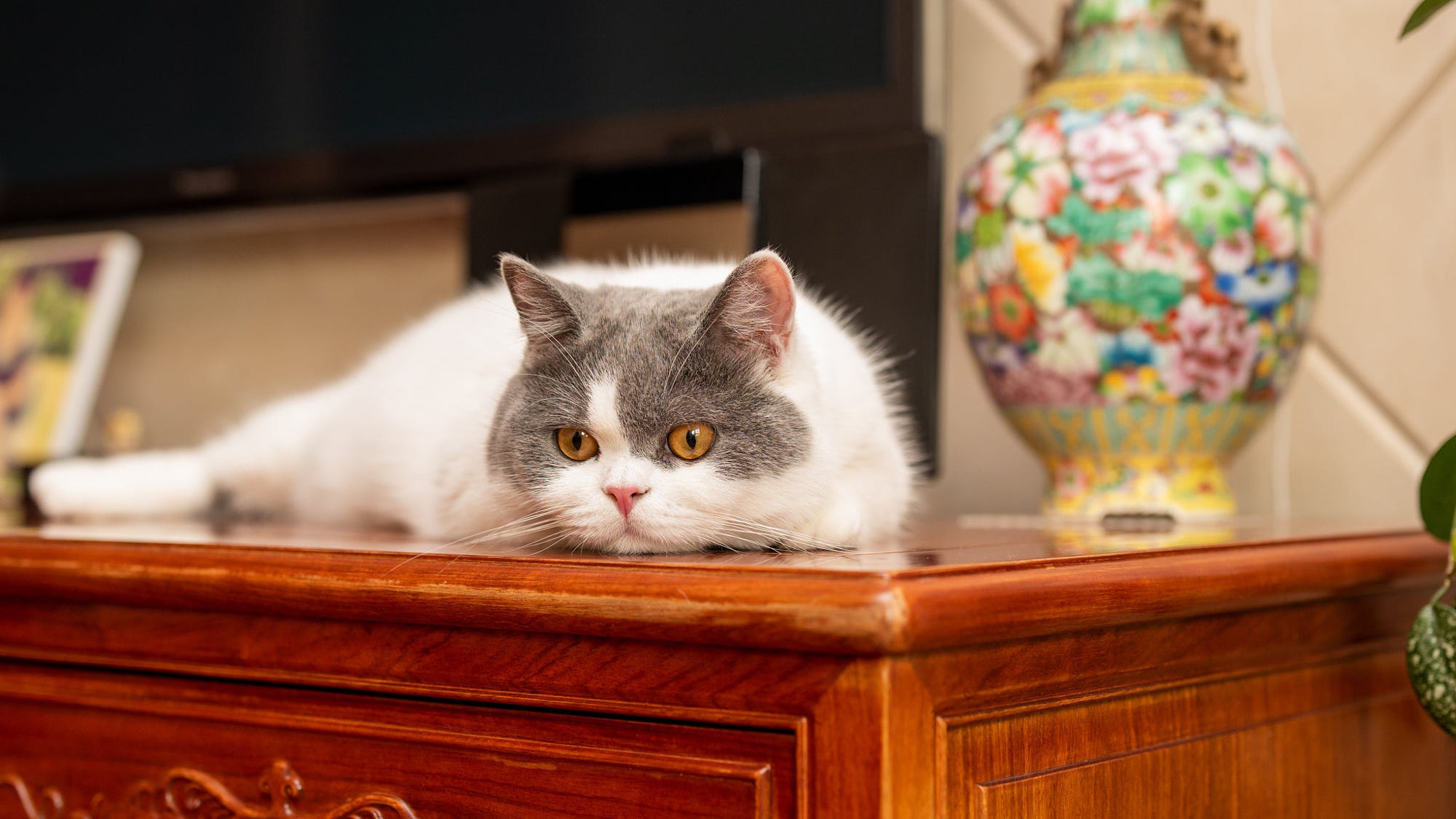 Téléchargez gratuitement l'image Animaux, Chats, Chat sur le bureau de votre PC