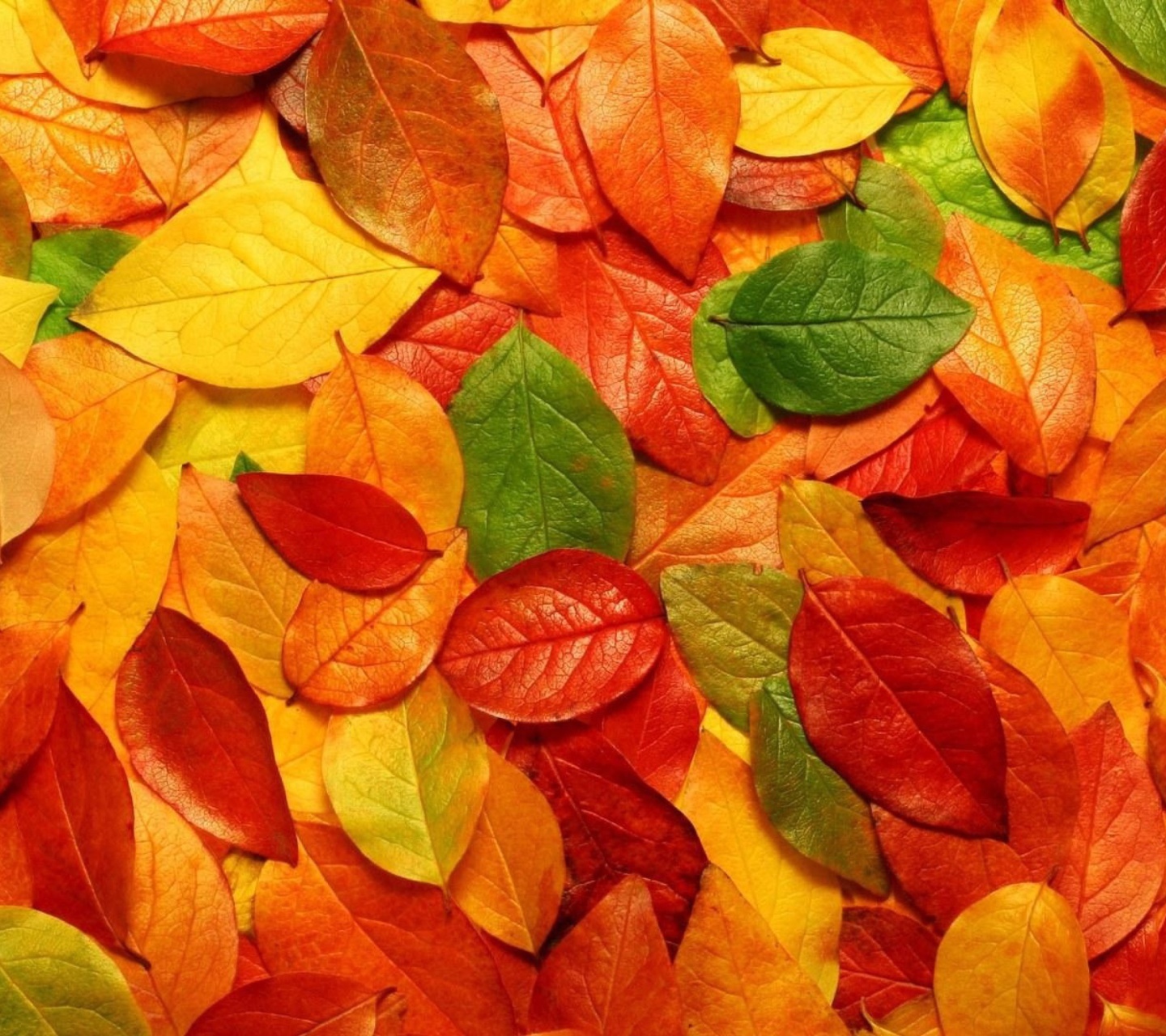 Скачать обои бесплатно Осень, Фон, Листья картинка на рабочий стол ПК