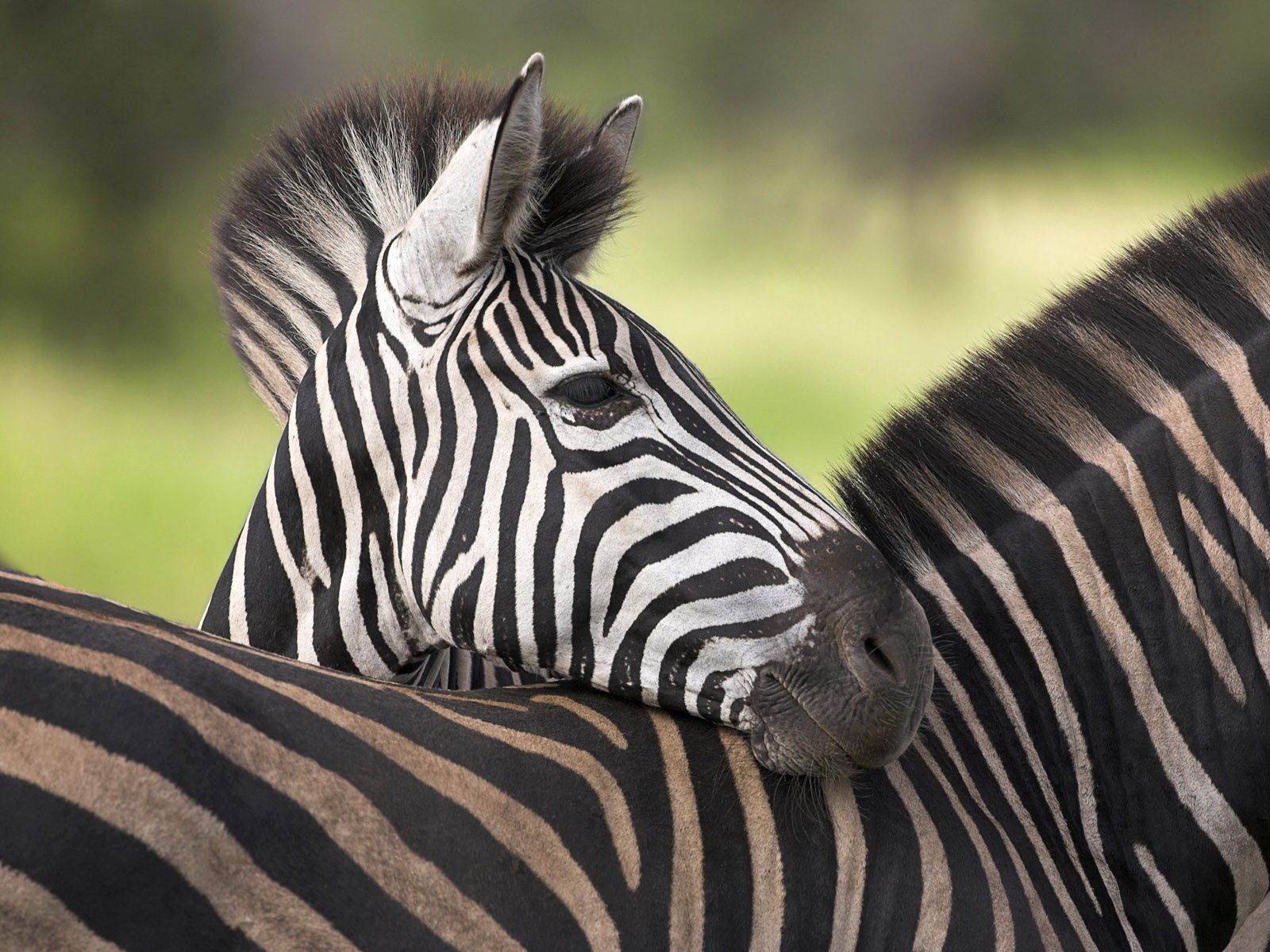 Free download wallpaper Young, Striped, Color, Joey, Animals, Zebra on your PC desktop