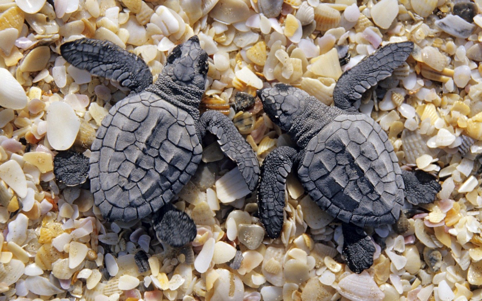98903 Bild herunterladen tiere, turtles, shells, ufer, bank, klein, zwei - Hintergrundbilder und Bildschirmschoner kostenlos