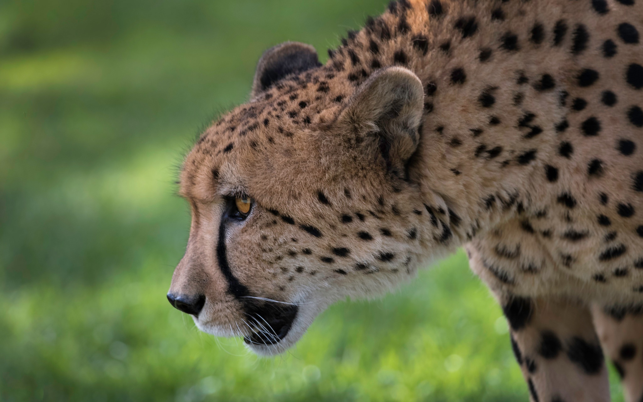 Téléchargez gratuitement l'image Guépard, Chats, Animaux sur le bureau de votre PC