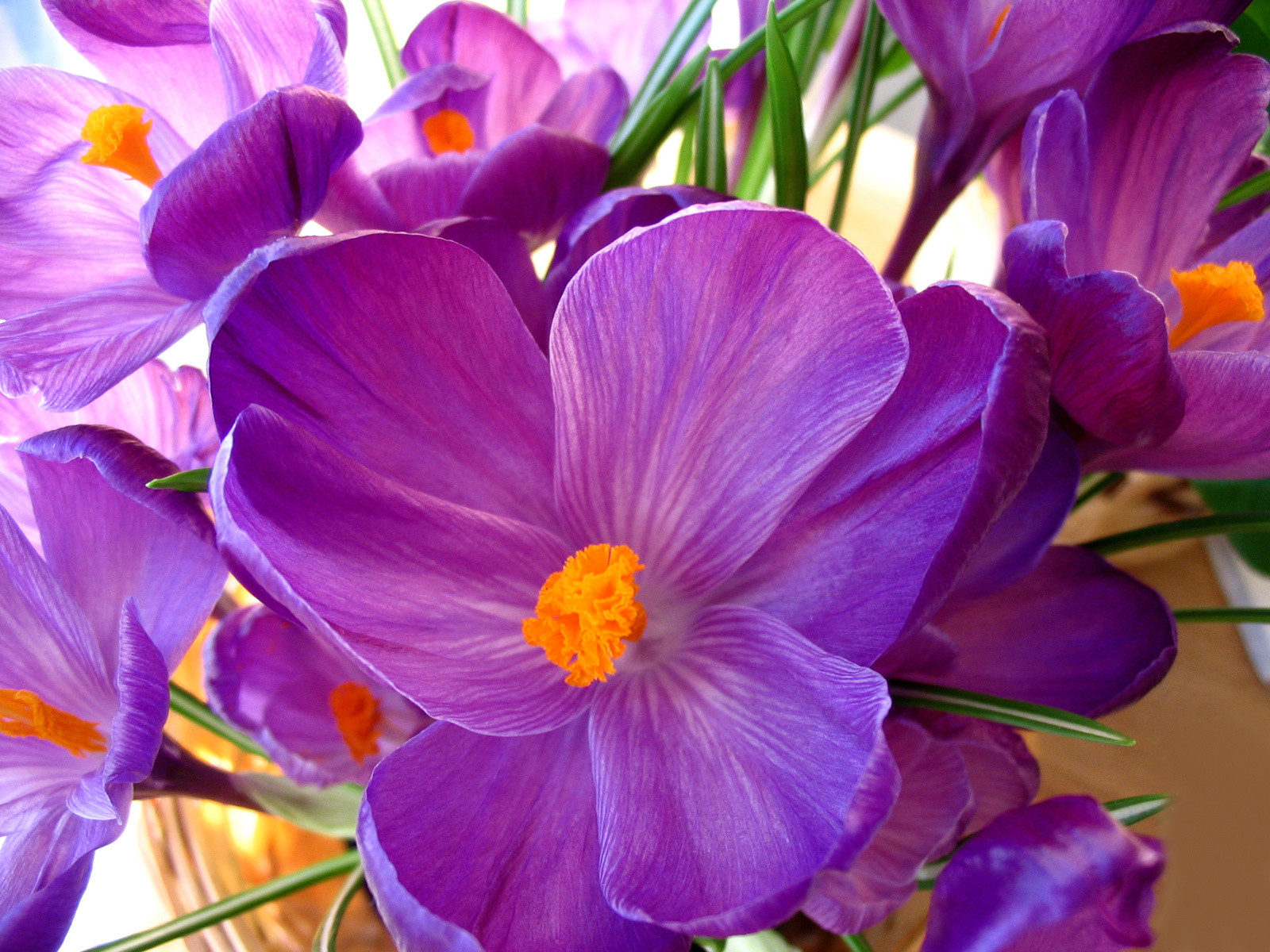 Descarga gratuita de fondo de pantalla para móvil de Flores, Flor, De Cerca, Azafrán, Flor Purpura, Tierra/naturaleza.