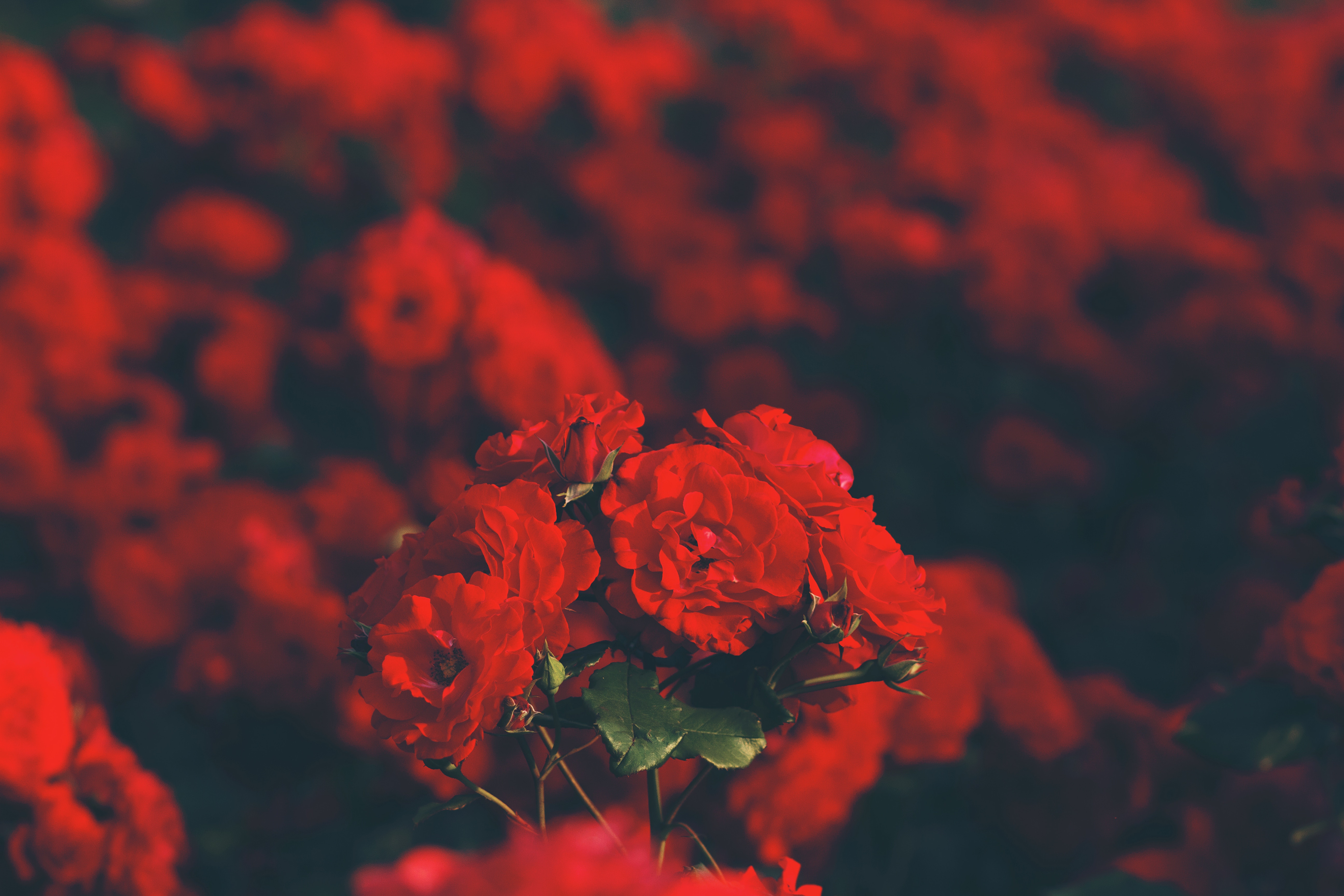 Скачать обои бесплатно Красный, Размытость, Цветы, Розы, Букет картинка на рабочий стол ПК
