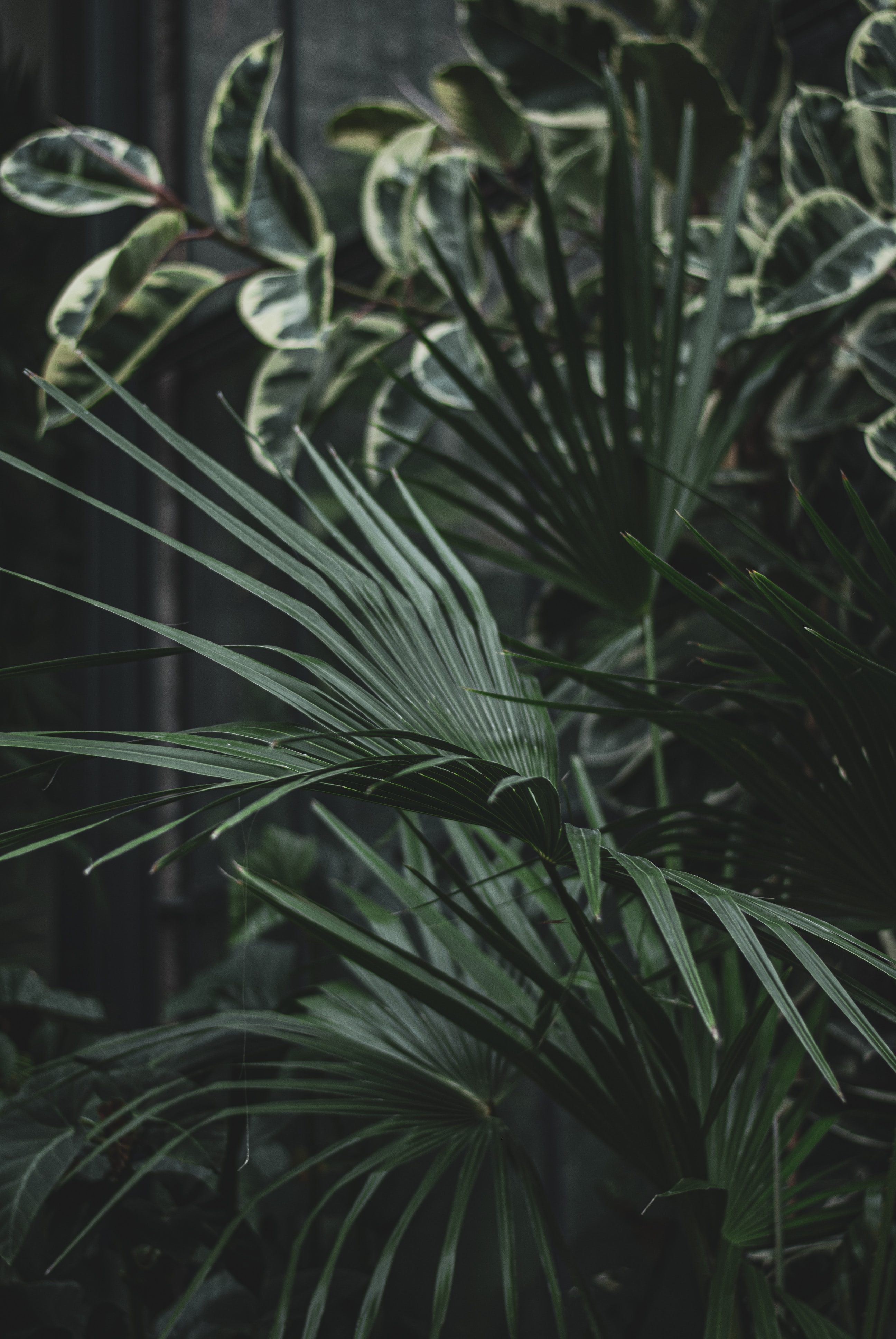 Download mobile wallpaper Serenoa, Palm, Leaves, Flowers, Plant for free.