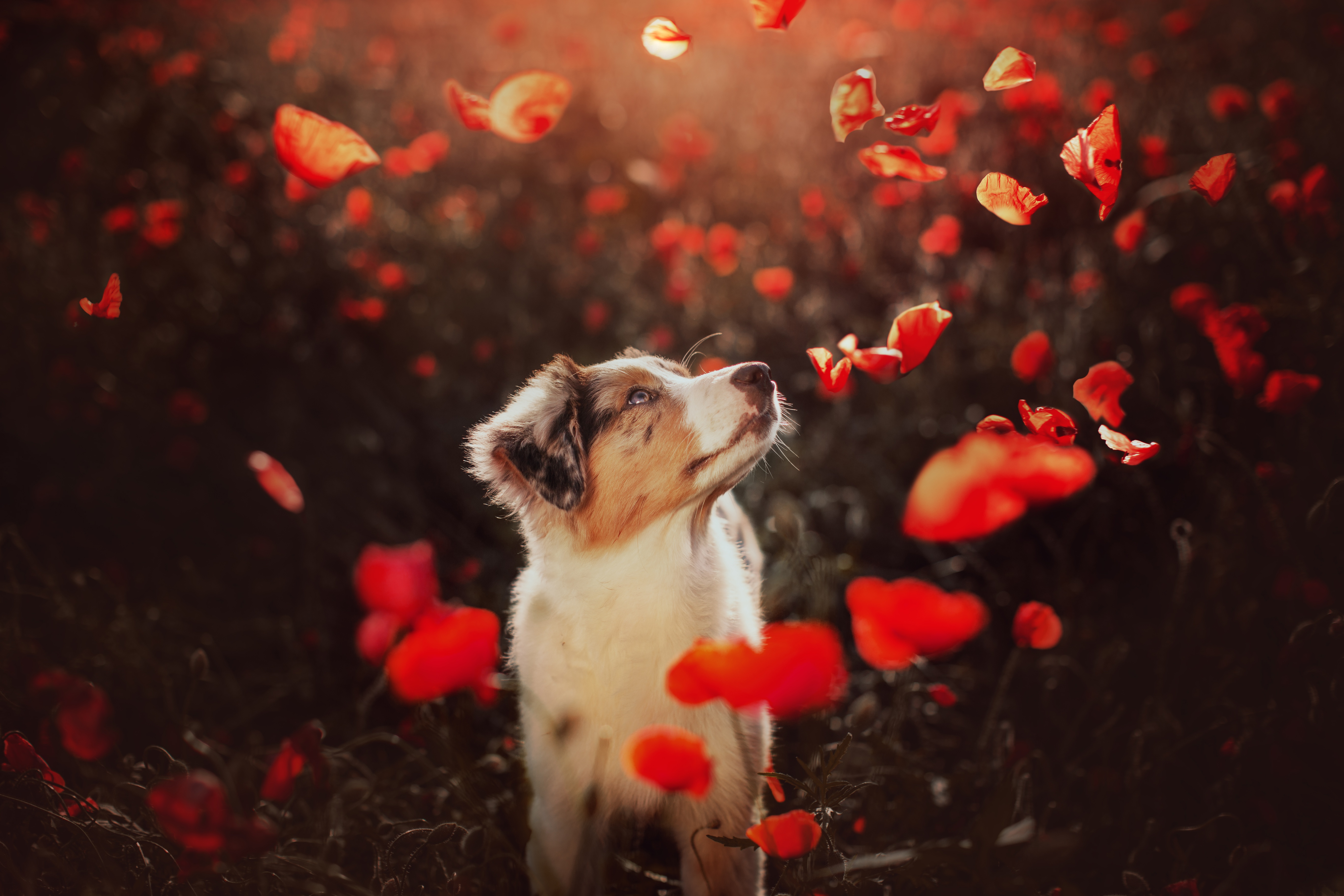 Download mobile wallpaper Dogs, Dog, Animal, Puppy, Australian Shepherd, Baby Animal for free.