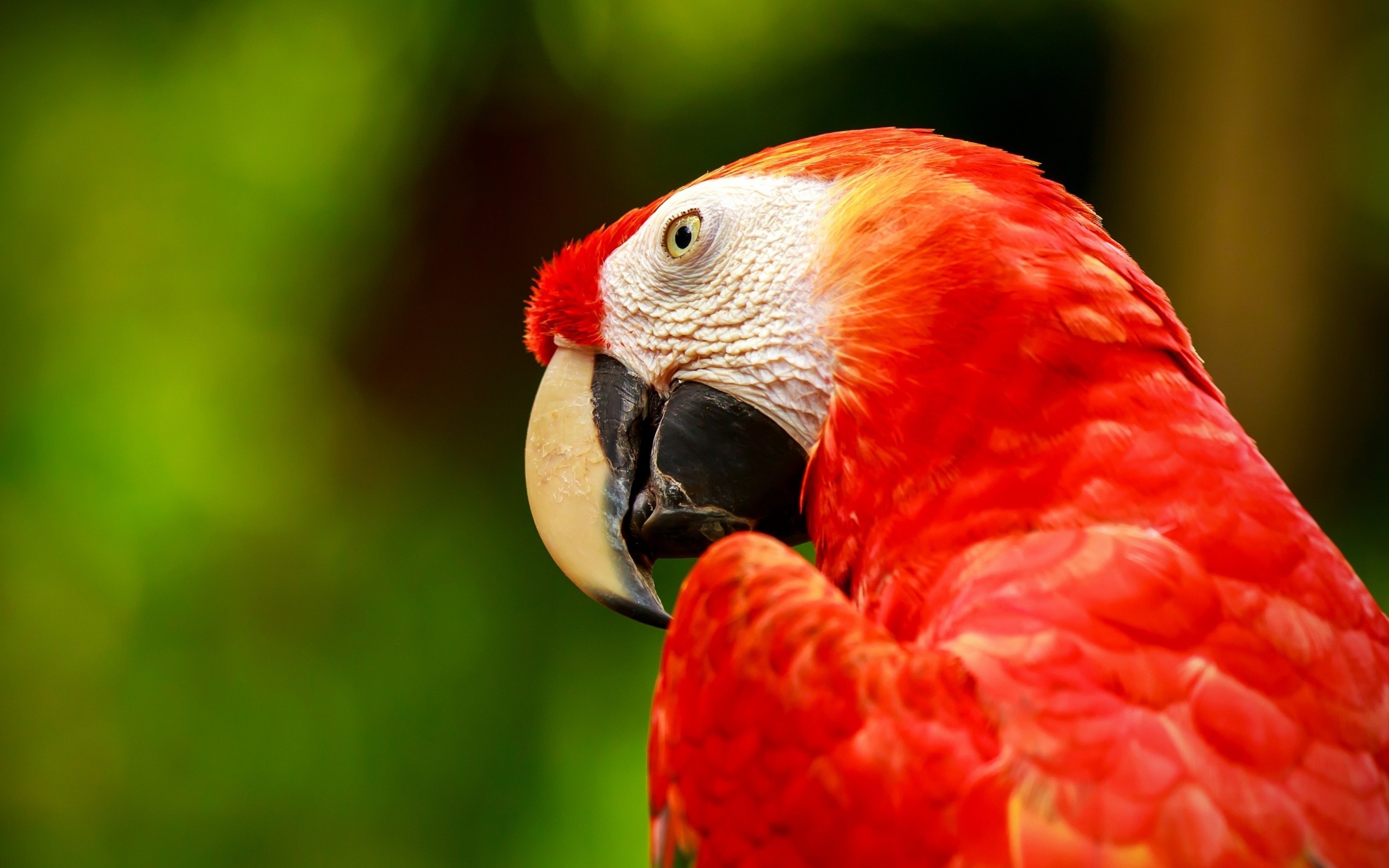 Скачати мобільні шпалери Червоно Зелений Ара, Папуга, Птахи, Тварина безкоштовно.
