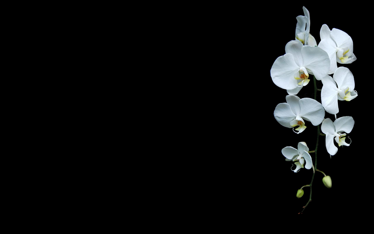 Скачать картинку Цветок, Орхидея, Белый Цветок, Земля/природа в телефон бесплатно.