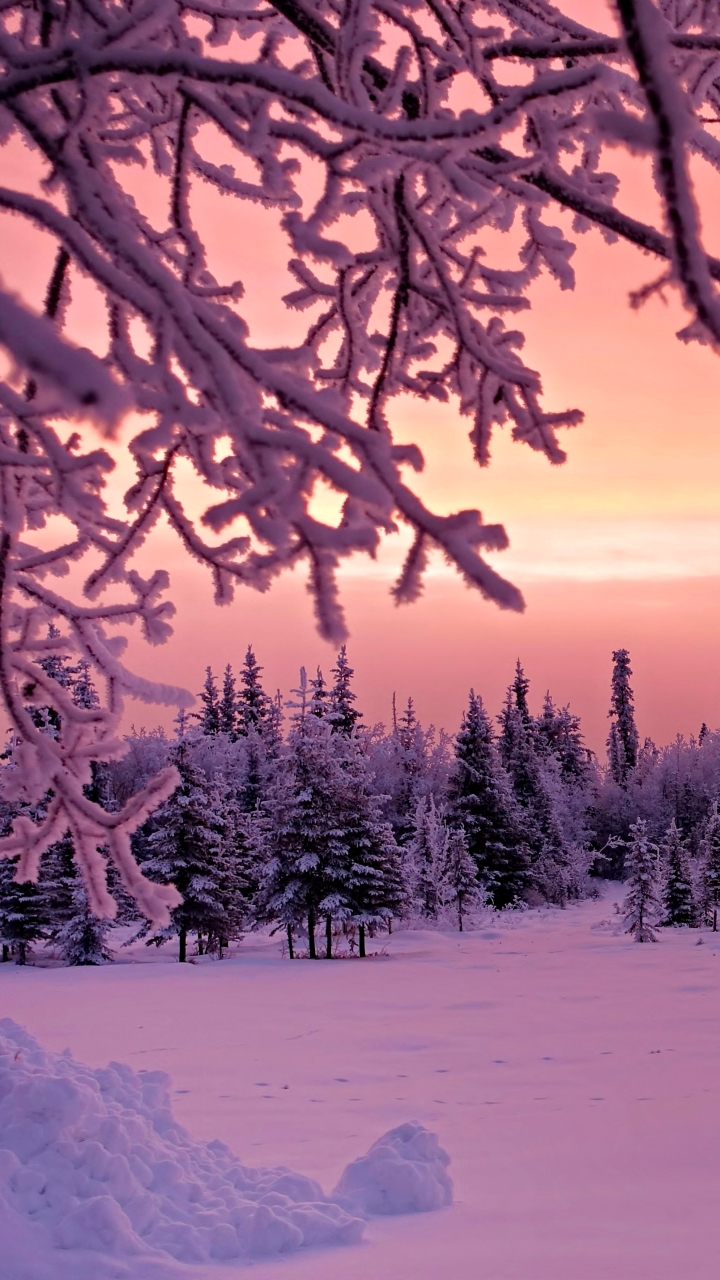 Download mobile wallpaper Winter, Sunset, Snow, Forest, Earth for free.