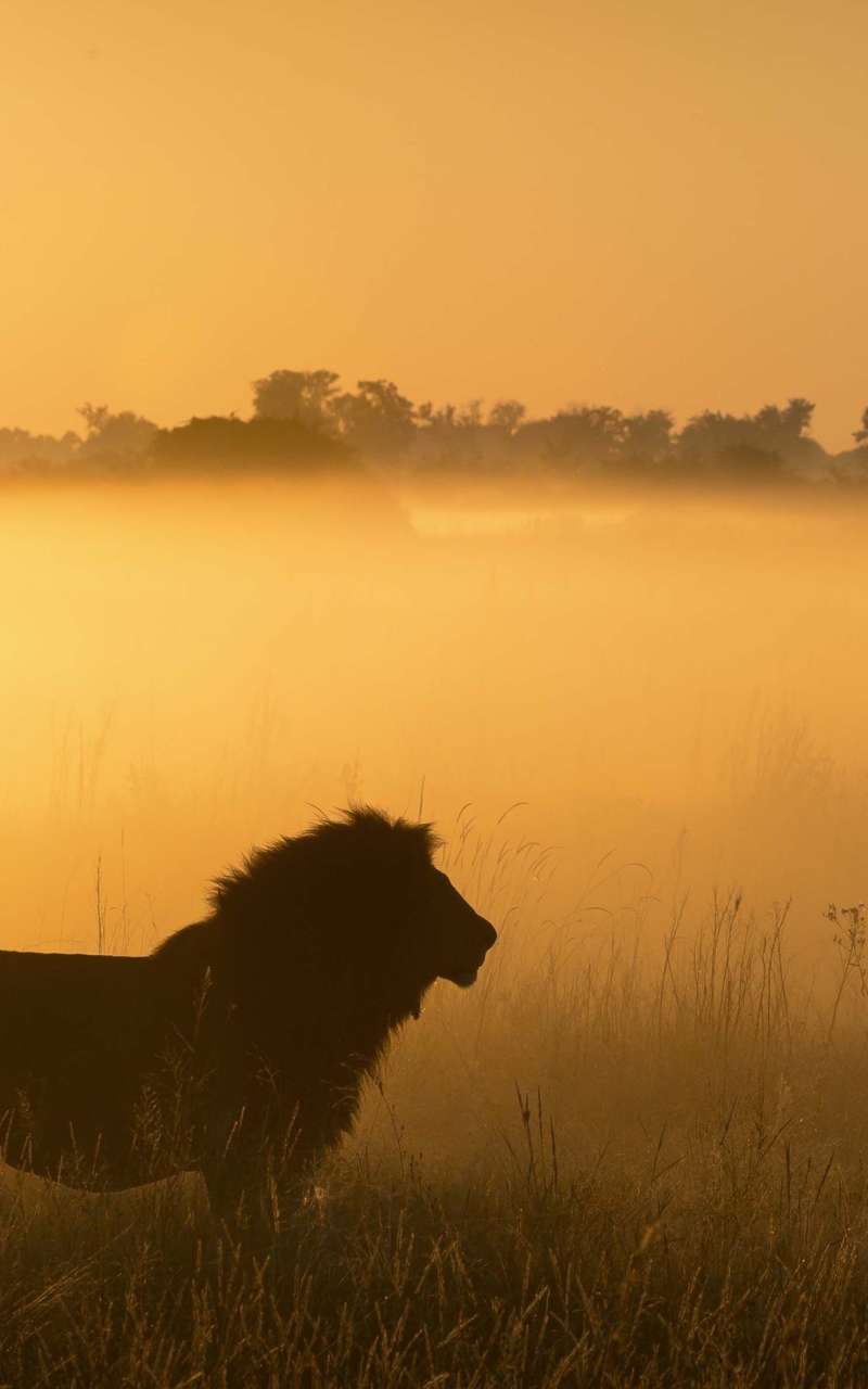 Descarga gratuita de fondo de pantalla para móvil de Animales, Gatos, León.