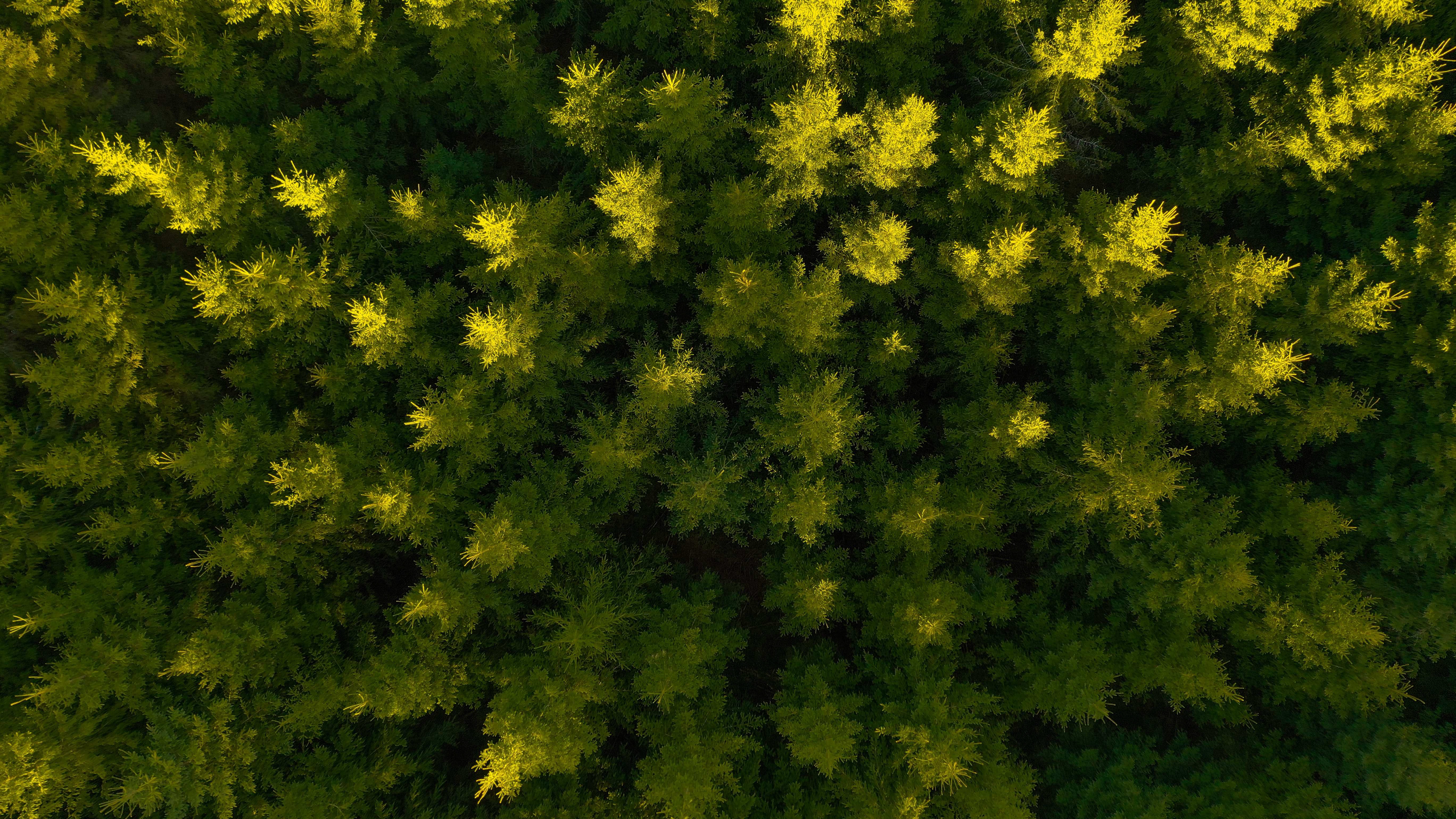 Free download wallpaper Nature, Forest, Spruce, Fir, View From Above on your PC desktop