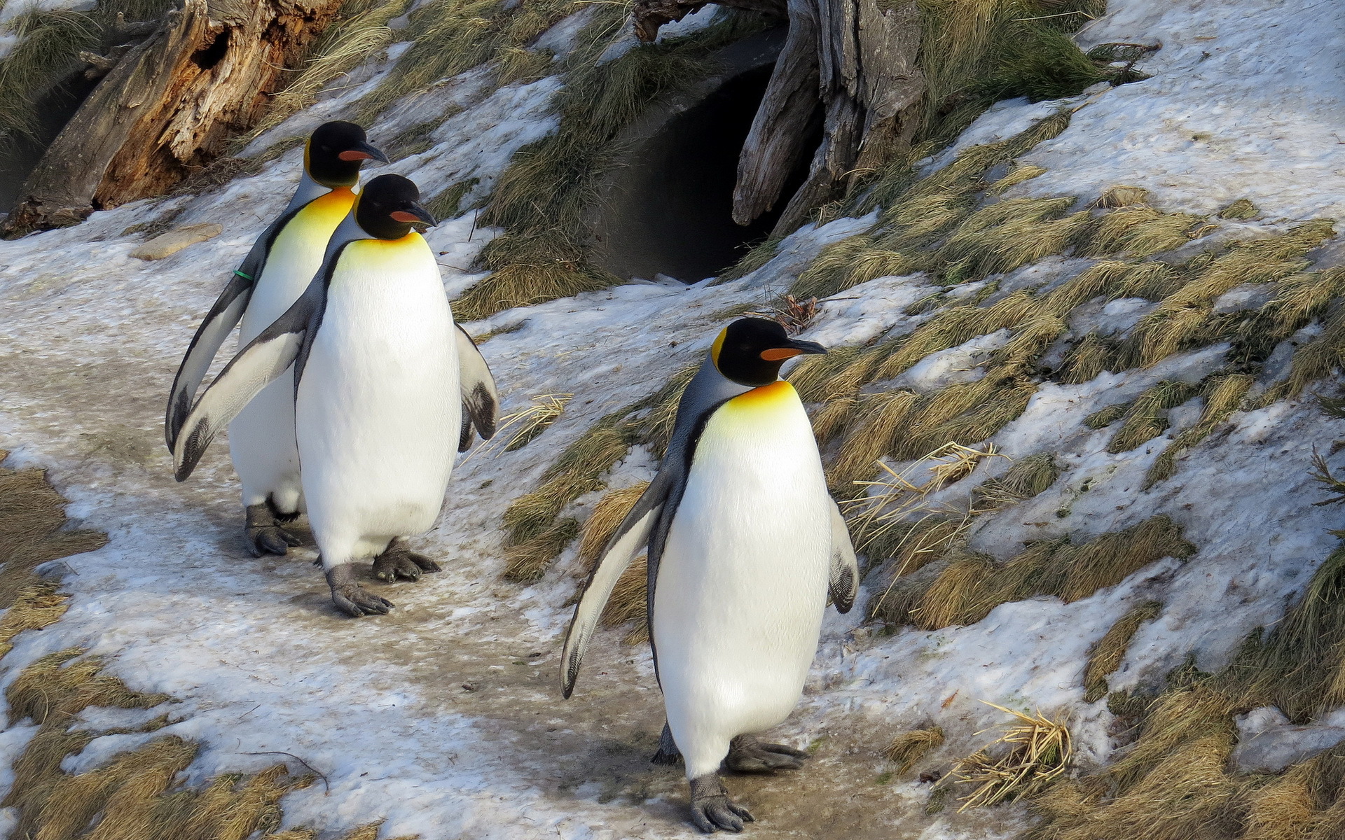 293189 descargar fondo de pantalla animales, pingüino emperador, aves: protectores de pantalla e imágenes gratis