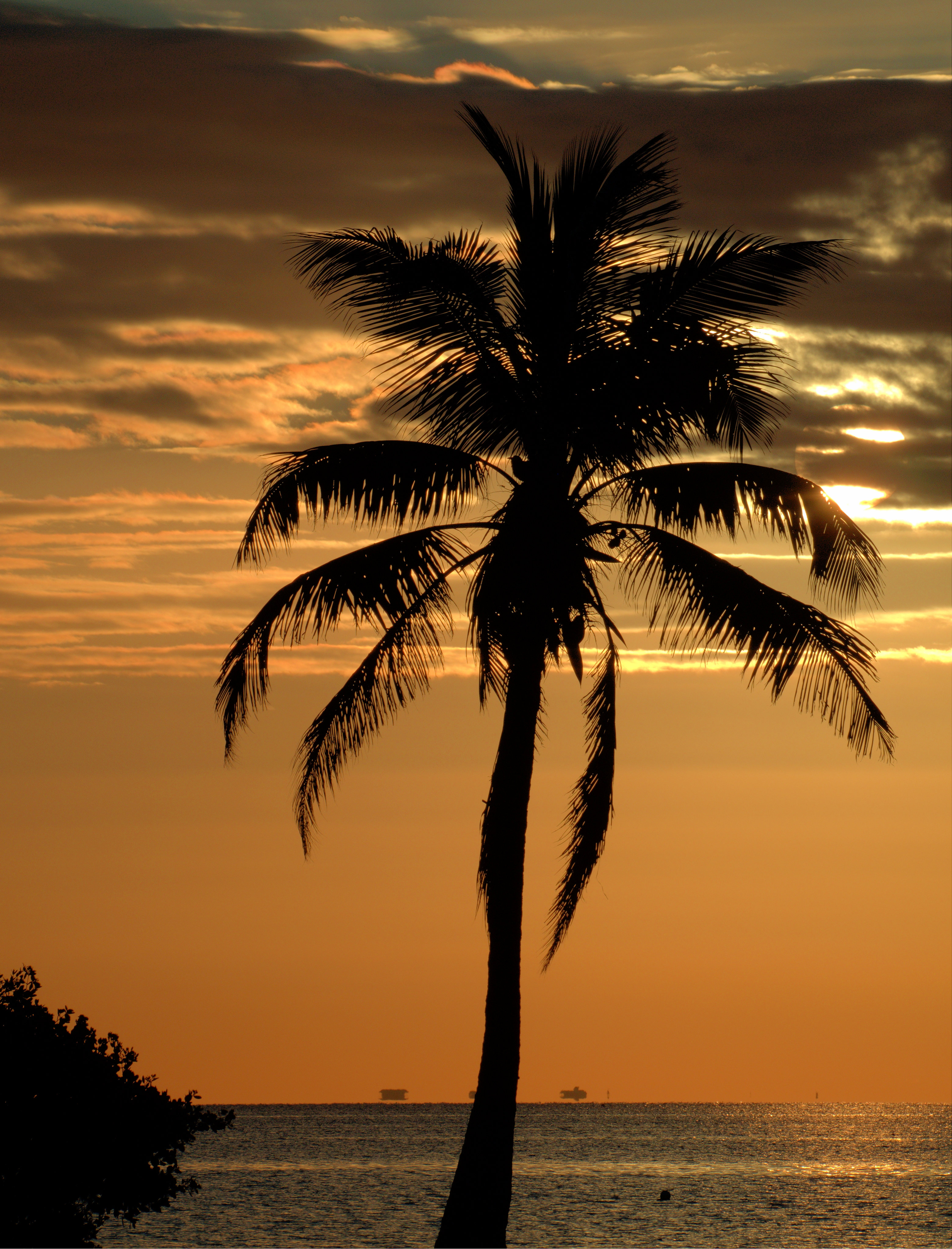 Laden Sie das Natur, Sunset, Horizont, Holz, Palm, Baum, Palme-Bild kostenlos auf Ihren PC-Desktop herunter