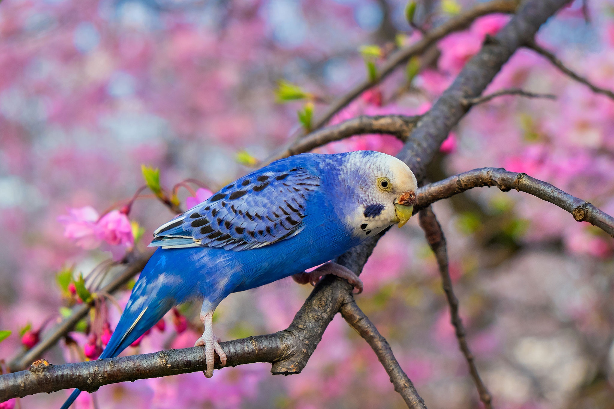 Free download wallpaper Birds, Bird, Branch, Animal, Budgerigar on your PC desktop