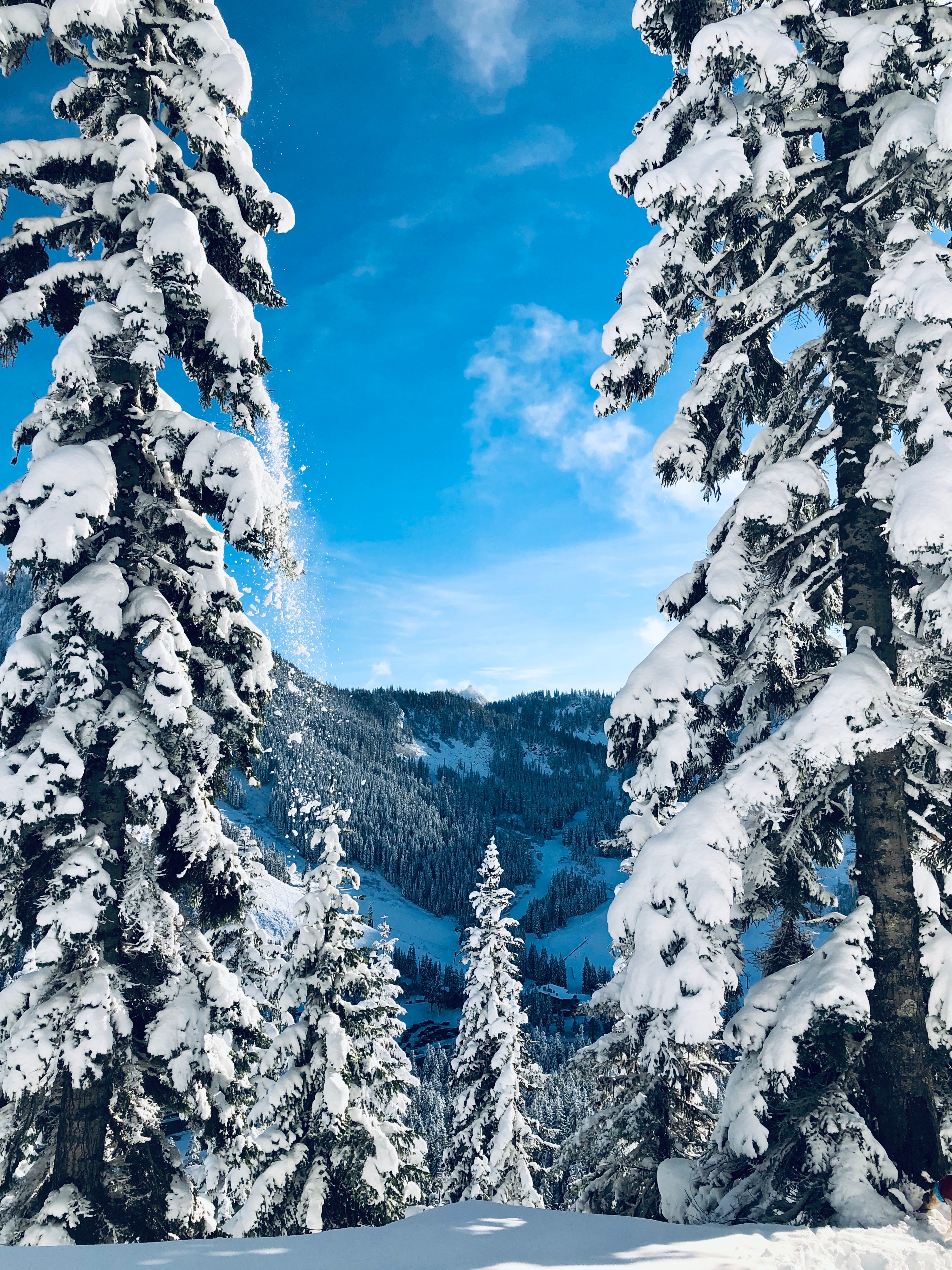 Baixe gratuitamente a imagem Árvores, Coberto De Neve, Snowbound, Inverno, Natureza, Neve, Figueiras, Paisagem na área de trabalho do seu PC