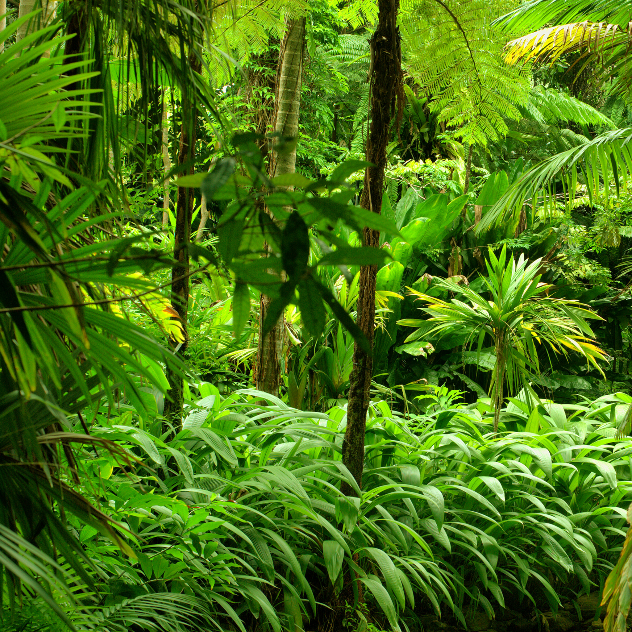 Free download wallpaper Forest, Tree, Earth, Jungle on your PC desktop